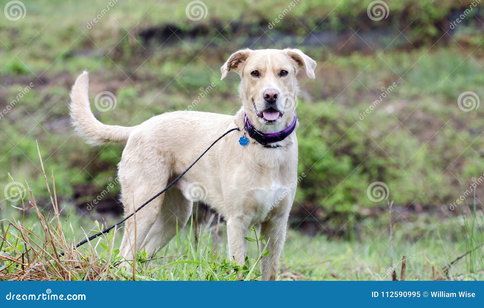 Adorable Golden Retriever Black Lab Mix