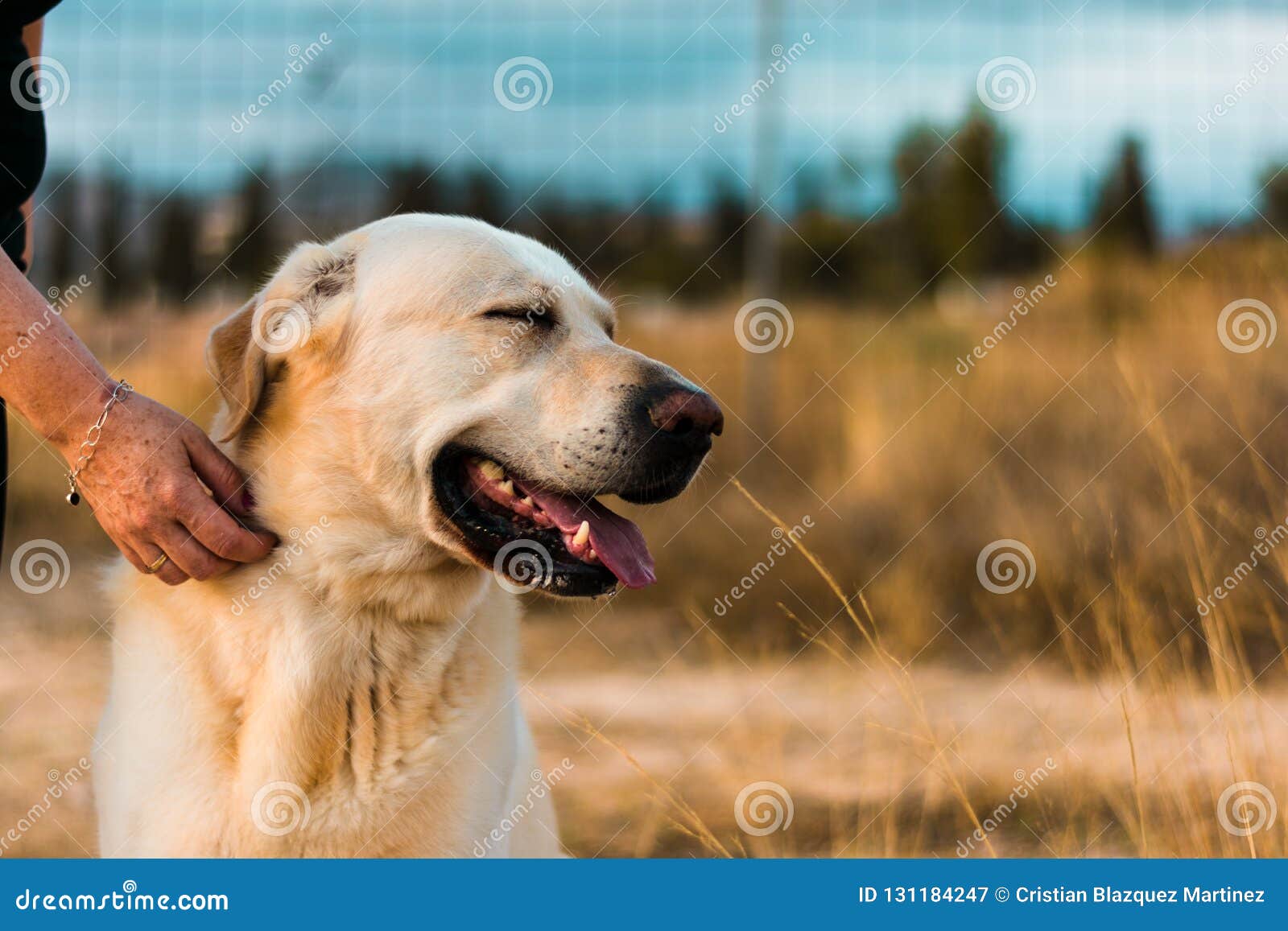 LabradorHund in der Natur stockbild. Bild von liebe 131184247