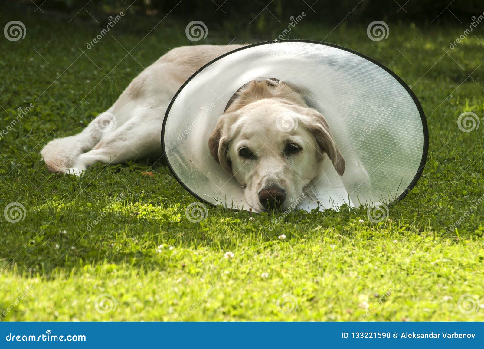 LabradorHund Mit Medizinischem Kragen Stockfoto Bild von stellring