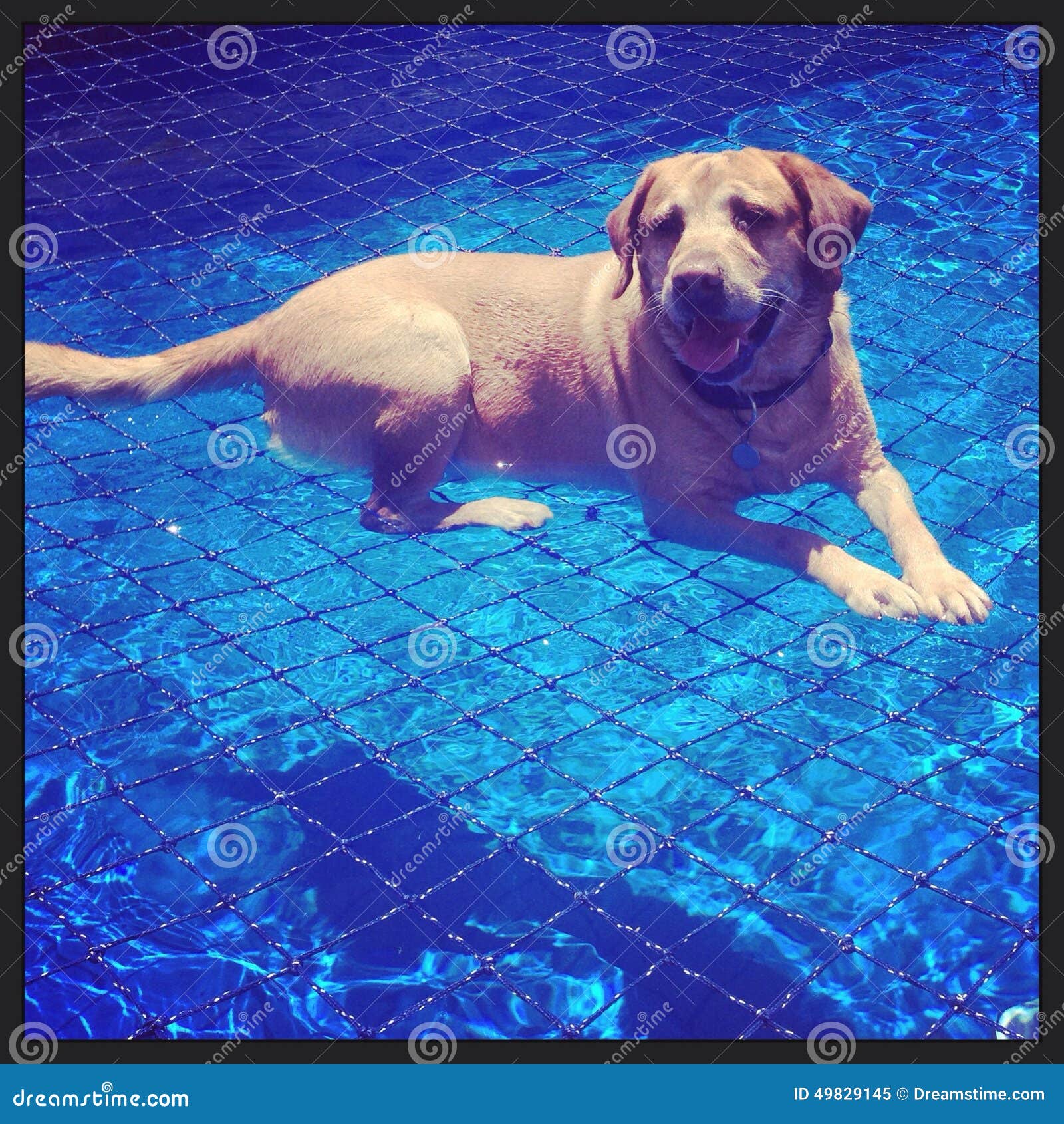 Labrador Loving the Swimming Pool Stock Image Image of labrador, swimming 49829145