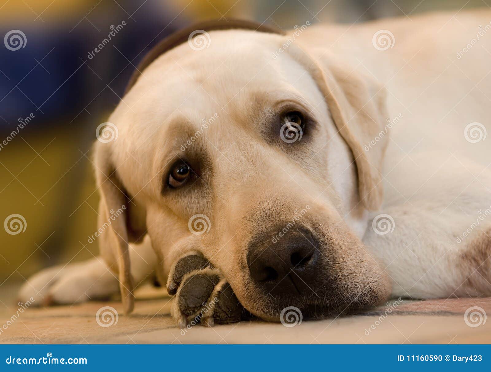 Labrador Lying Down Stock Photo - Image: 11160590