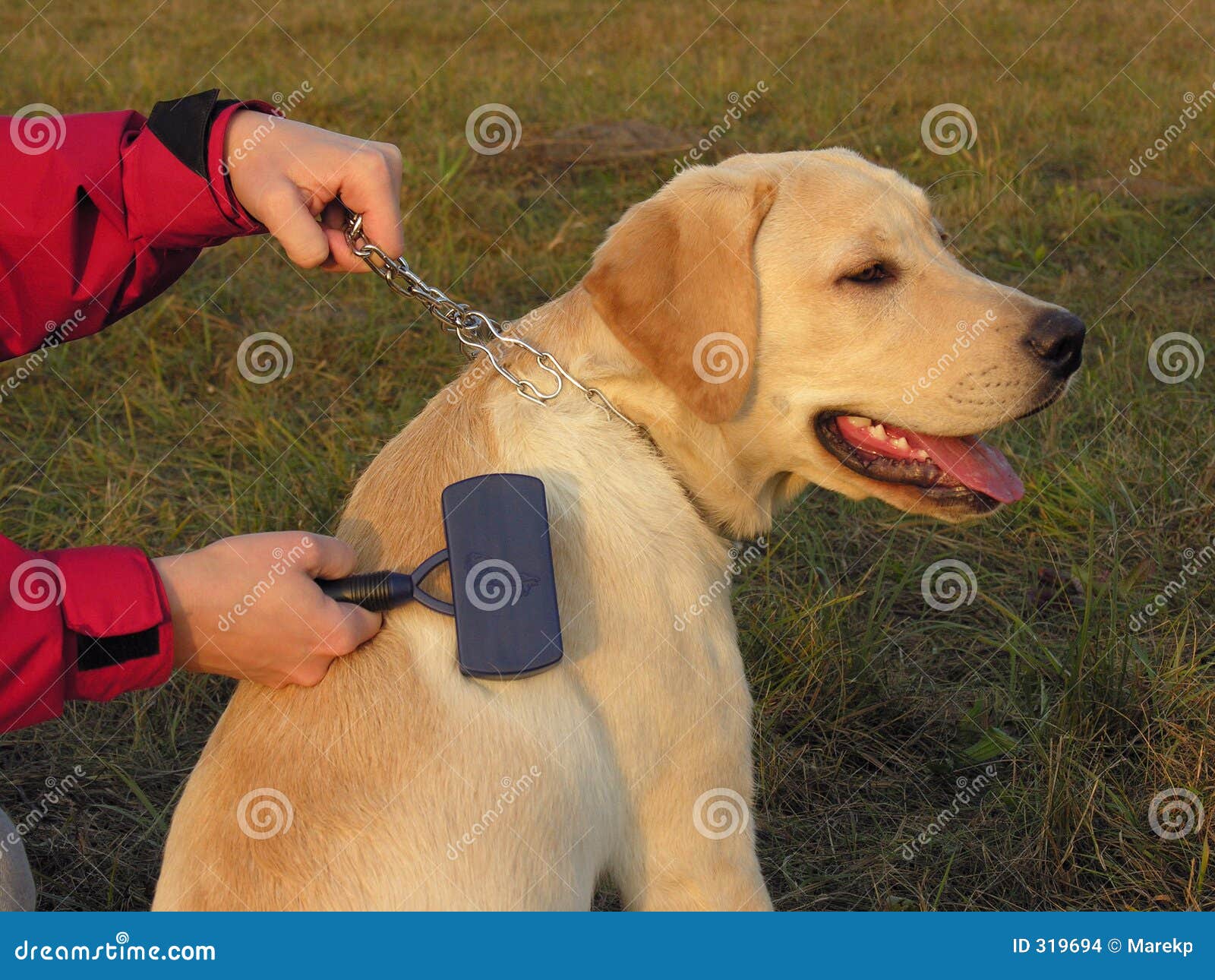 Labrador maintenance stock photo. Image of handicapped 319694