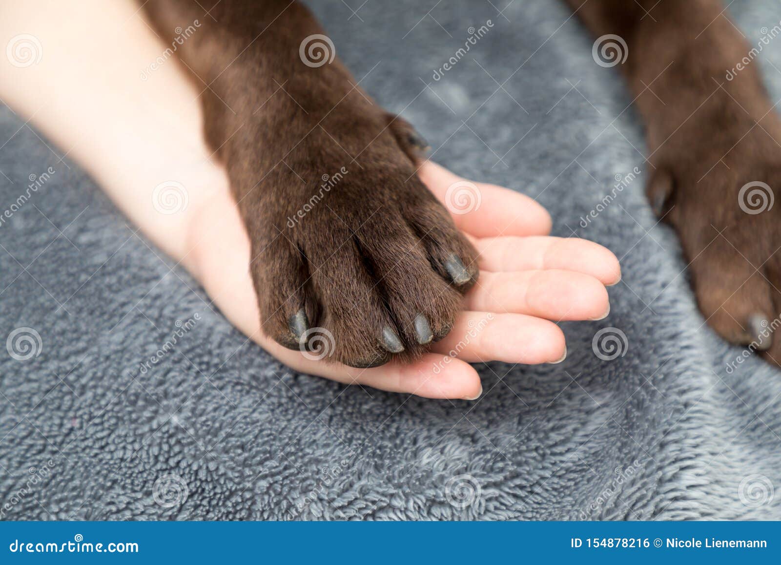 Labrador paw with hand stock photo. Image of young, puppy 154878216