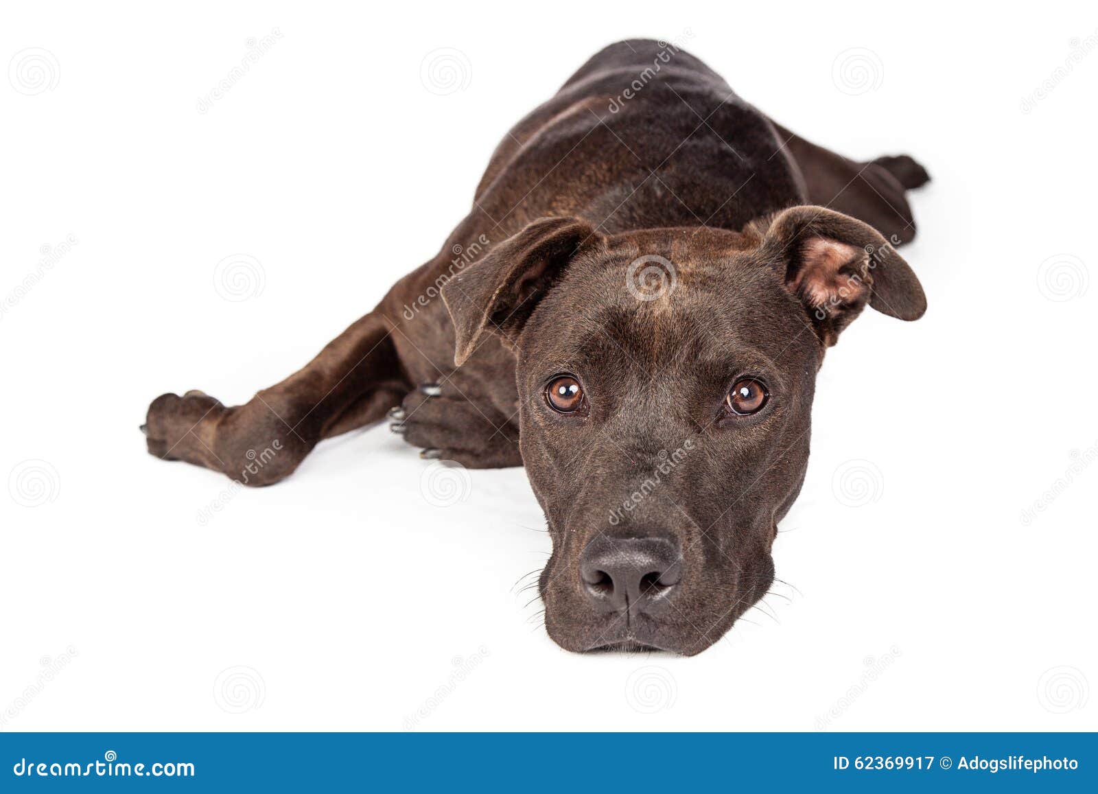 Labrador Pit Bull Mix Puppy Isolated On White Background Stock Photo  Download Image Now Istock | Lupon.Gov.Ph
