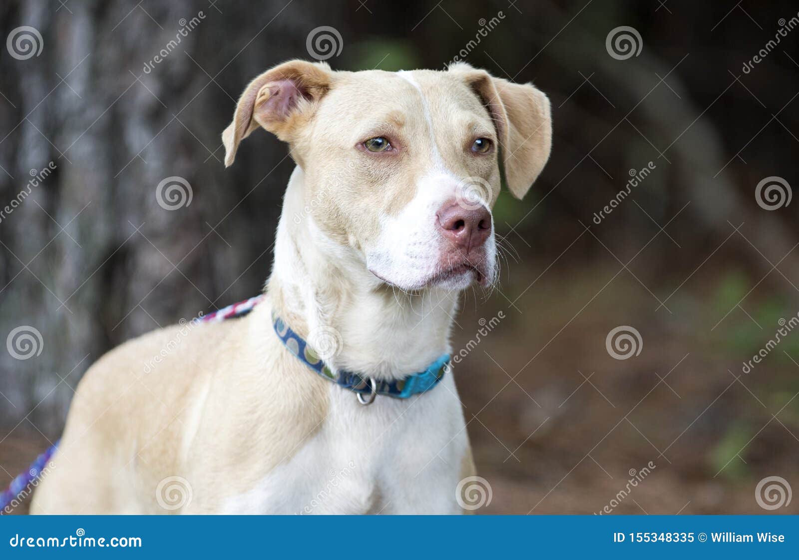 do labs and pitbulls get along