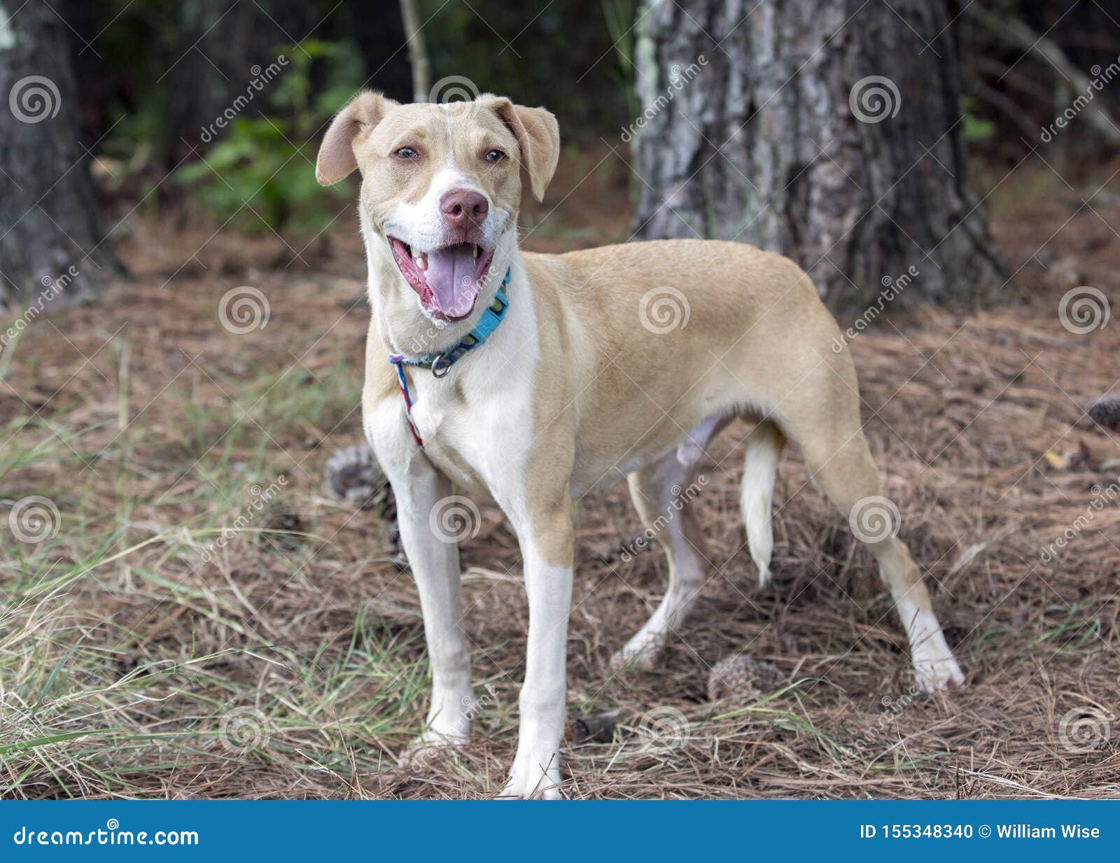 labrador pit mix