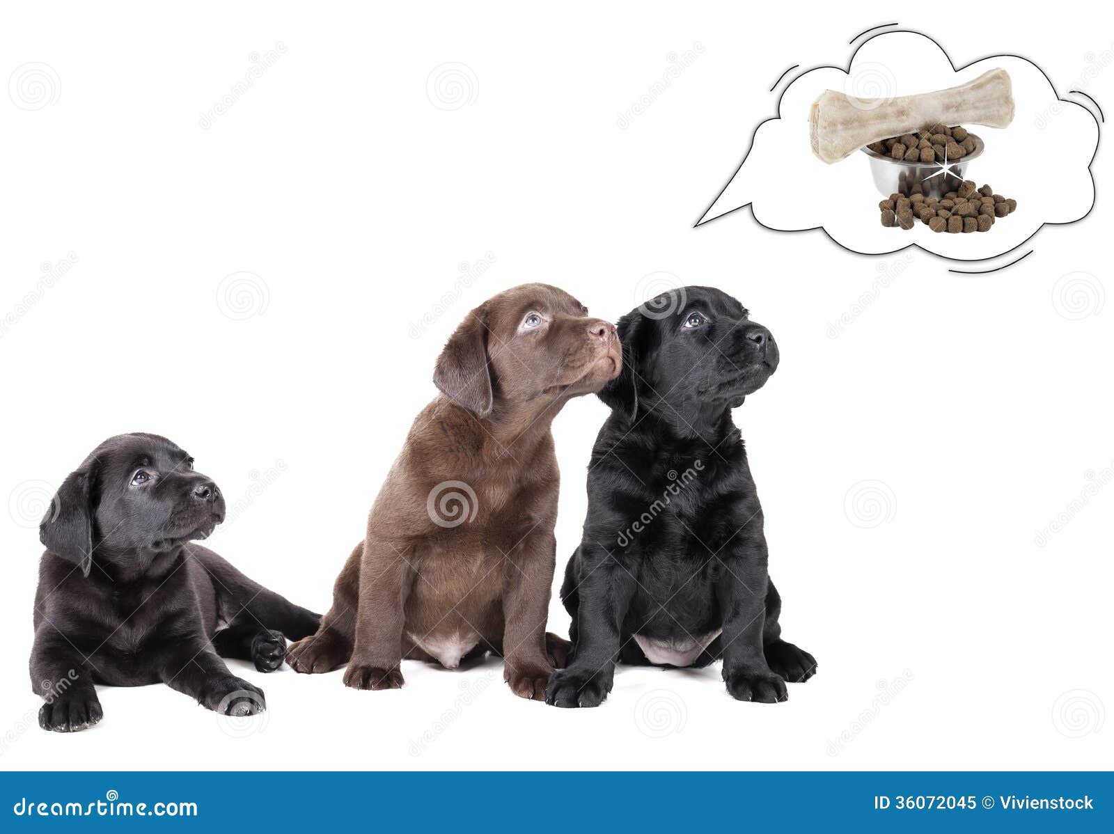 Labrador Puppies Dream of Bone Stock Image Image of animal, looking
