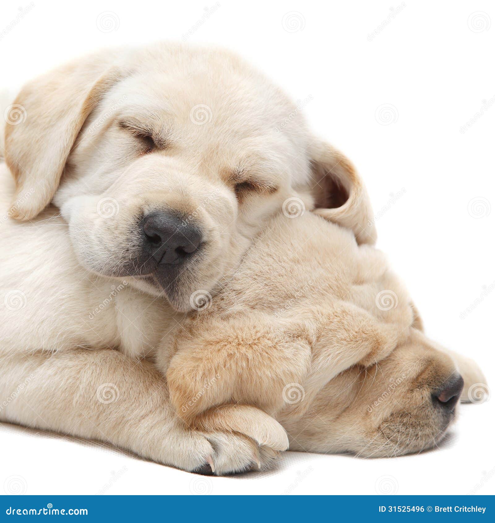 labrador puppies sleeping