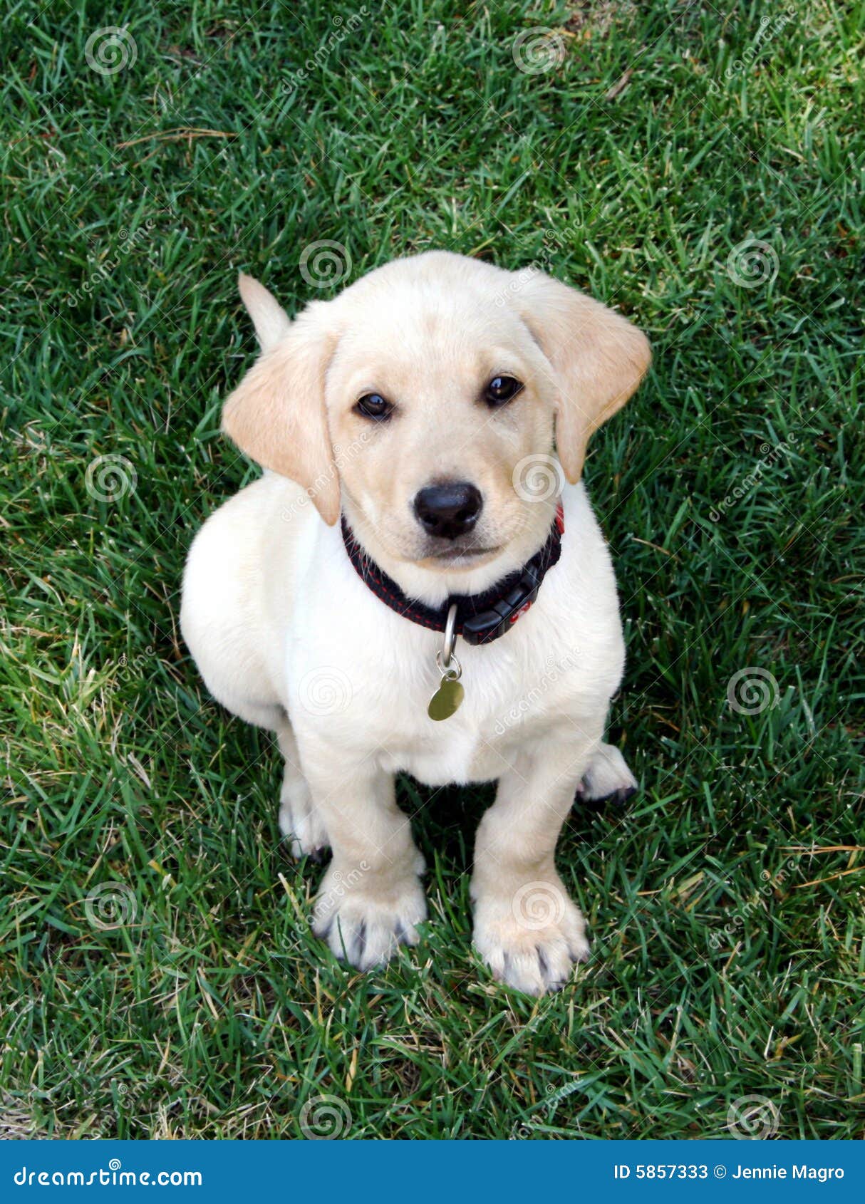 8 week yellow lab puppy