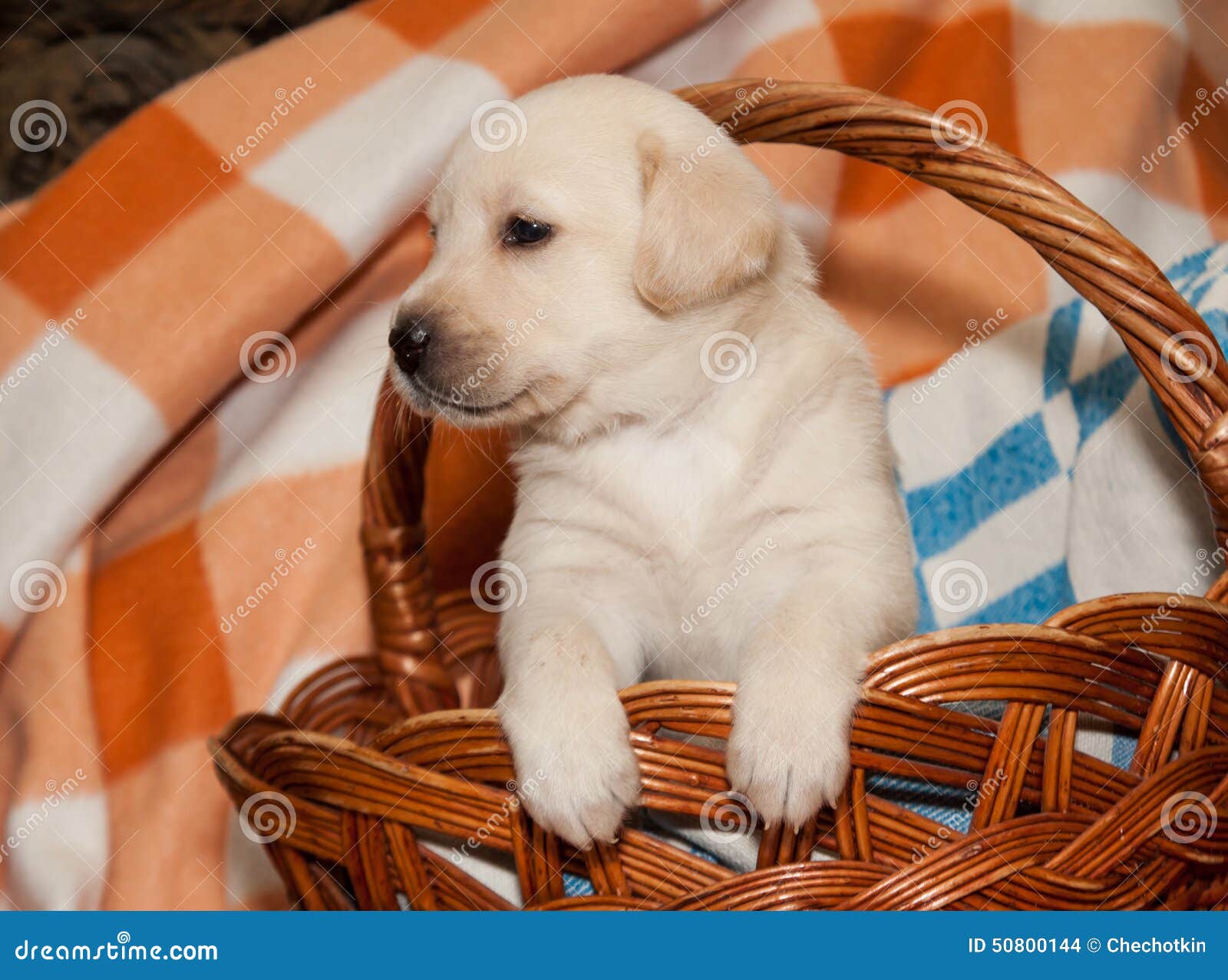 Labrador Puppy in the Basket Stock Photo Image of adorable, friend