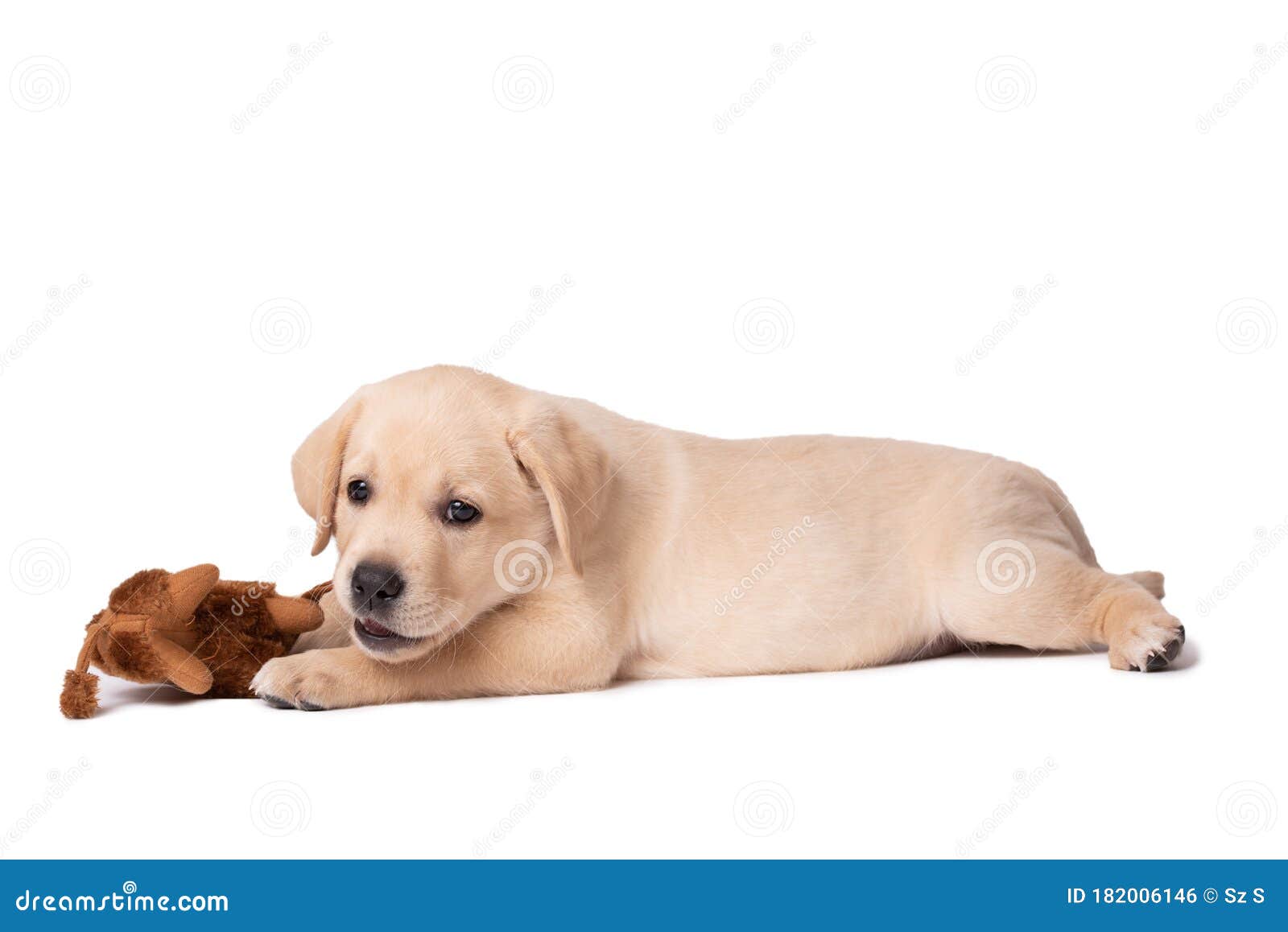 toy labrador dog