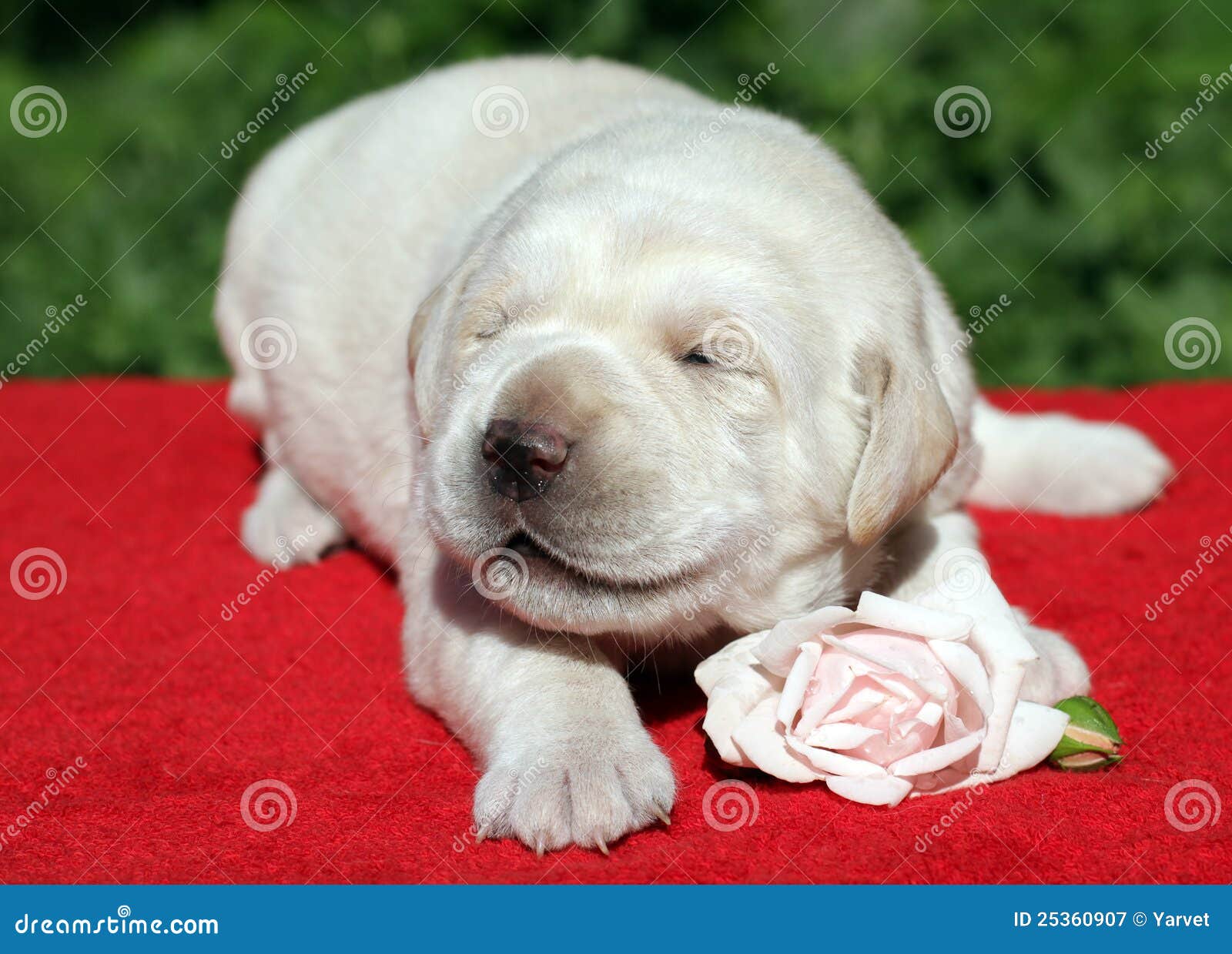 Labrador Puppy with Pink Rose Stock Image Image of retriever