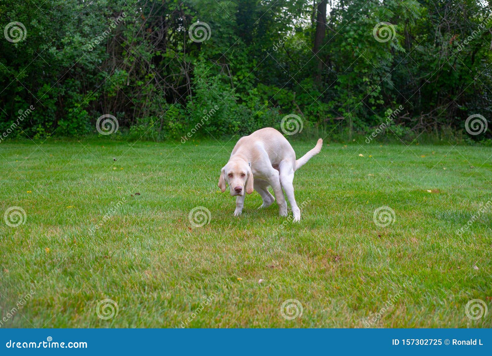 Why Do Labradors Eat (Poop, Grass, Bees, Dirt, Socks, More)? World Of