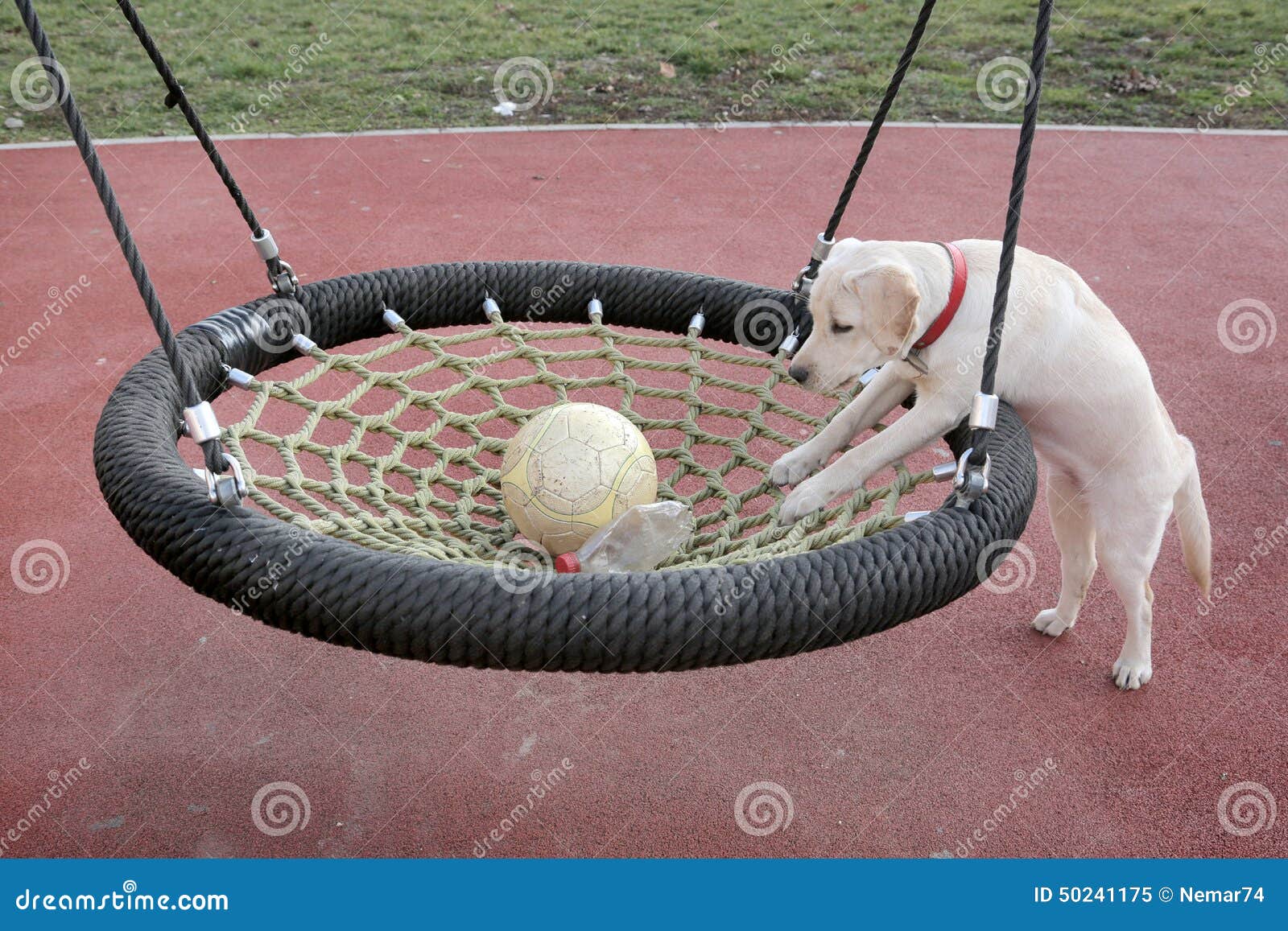 Labrador Puppy Sara Trying To Catch the Ball in Swing Stock Image