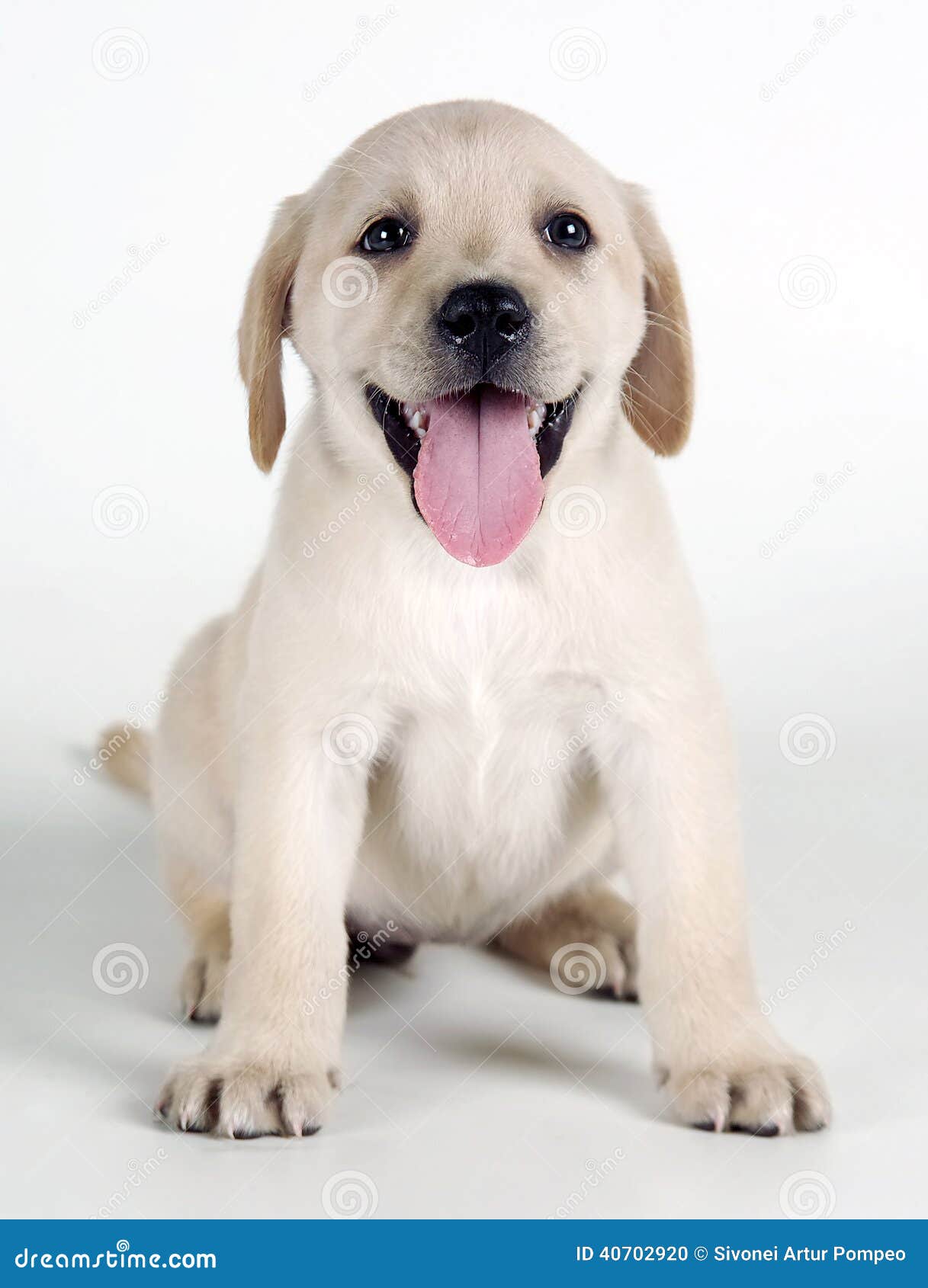 labrador puppy sitting and facing,  on white