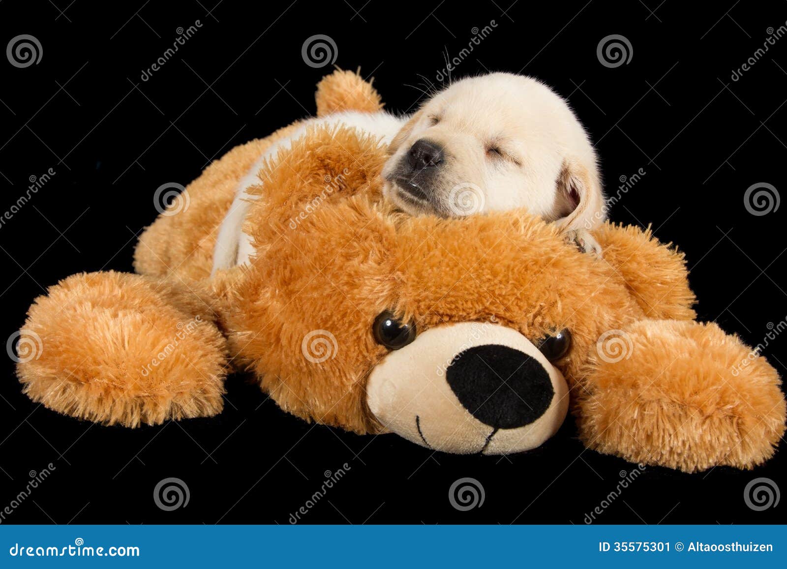 Labrador Puppy Sleeping on Big Brown Teddy Bear Stock Image Image of