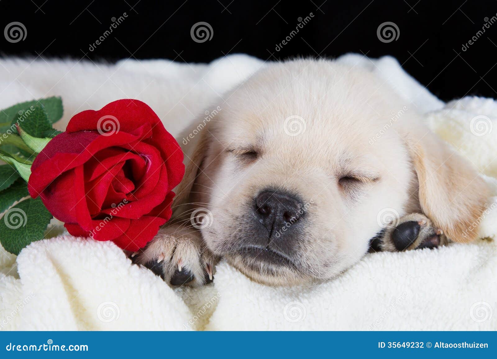 Labrador Puppy Sleeping on Blanket with Red Rose Stock Photo - Image of ...