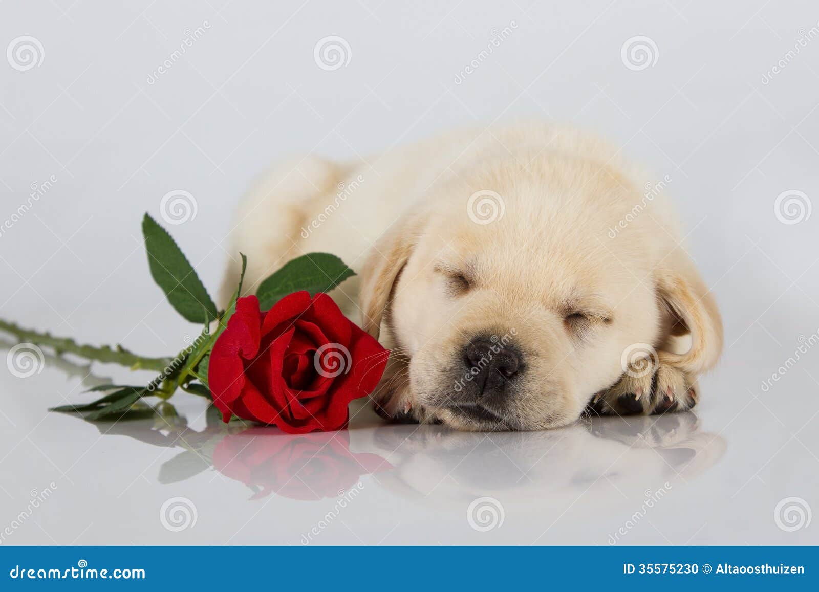 Labrador Puppy Sleeping On White With Red Rose Stock Photo - Image ...