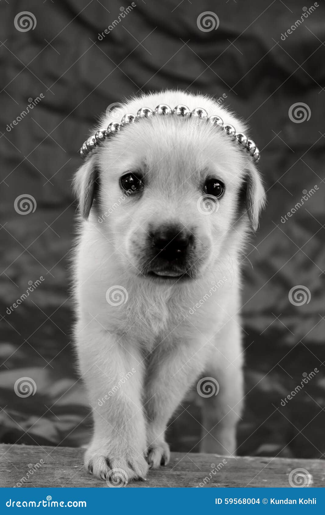 Labrador puppy wallpaper stock photo. Image of puppy - 59568004 Labrador puppy wallpaper stock photo. Image of puppy - 59568004