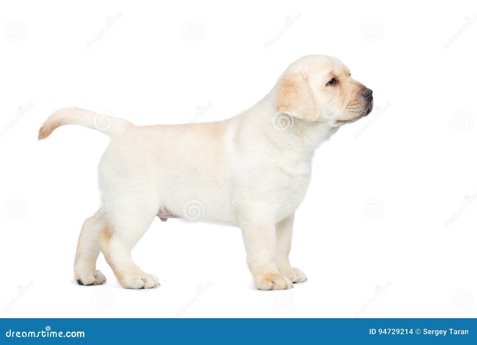small golden lab