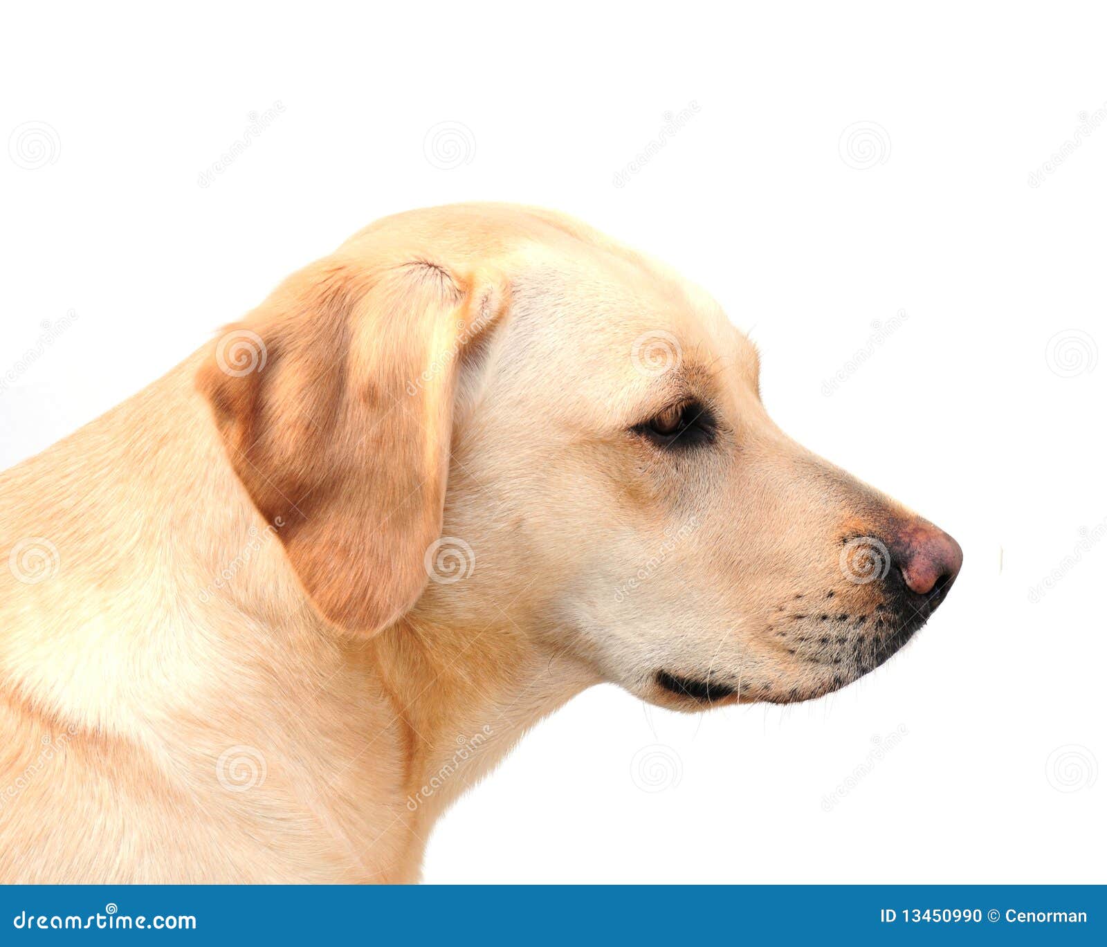 Labrador Retriever Stock Photo Image Of Labrador Face 13450990 labrador-retriever-stock-photo-image-of-labrador-face-13450990