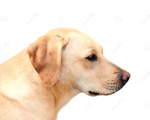 Labrador Retriever Stock Photo Image Of Labrador Face 13450990