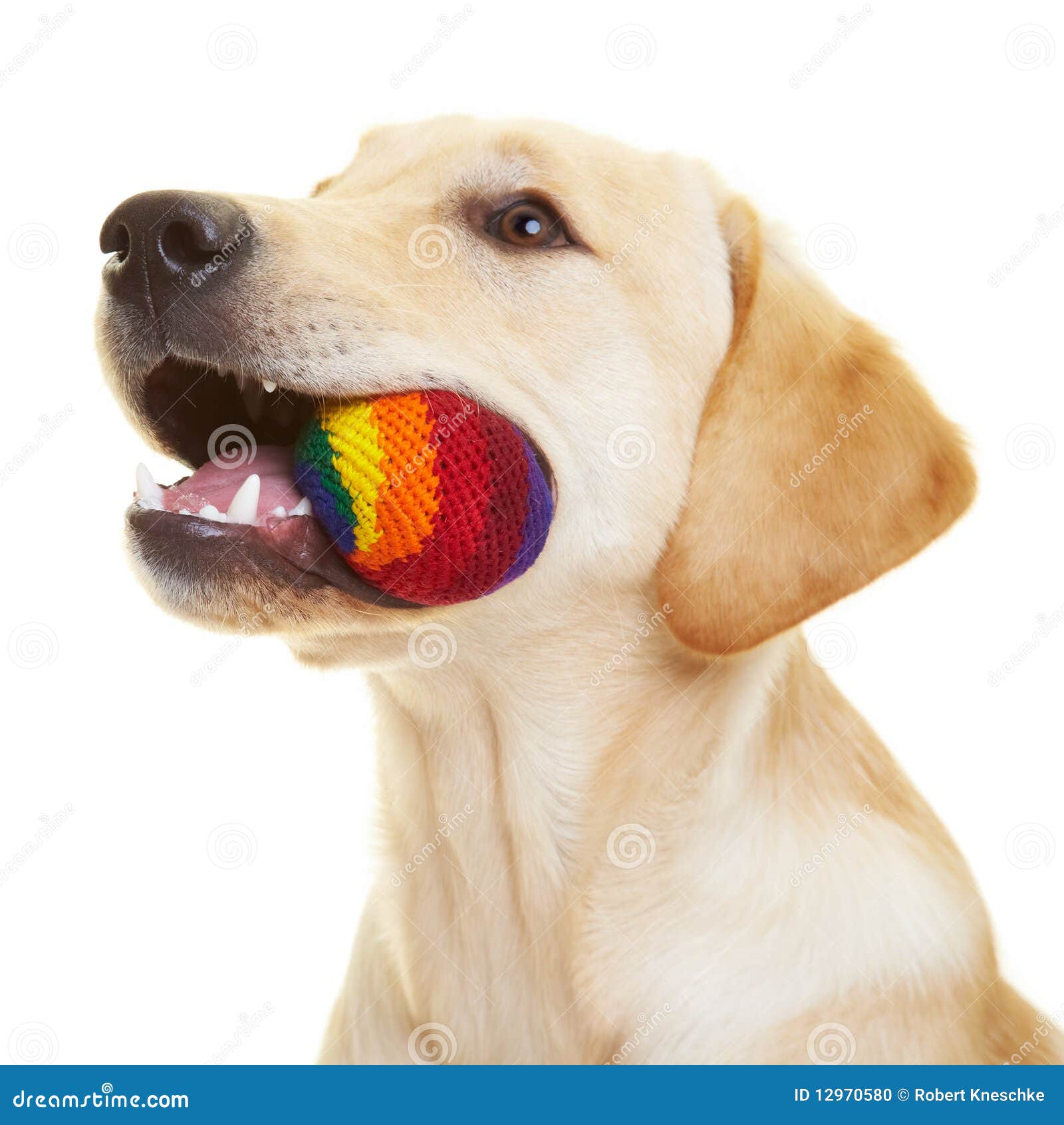 Labrador Retriever with Ball Stock Photo Image of isolated, retriever