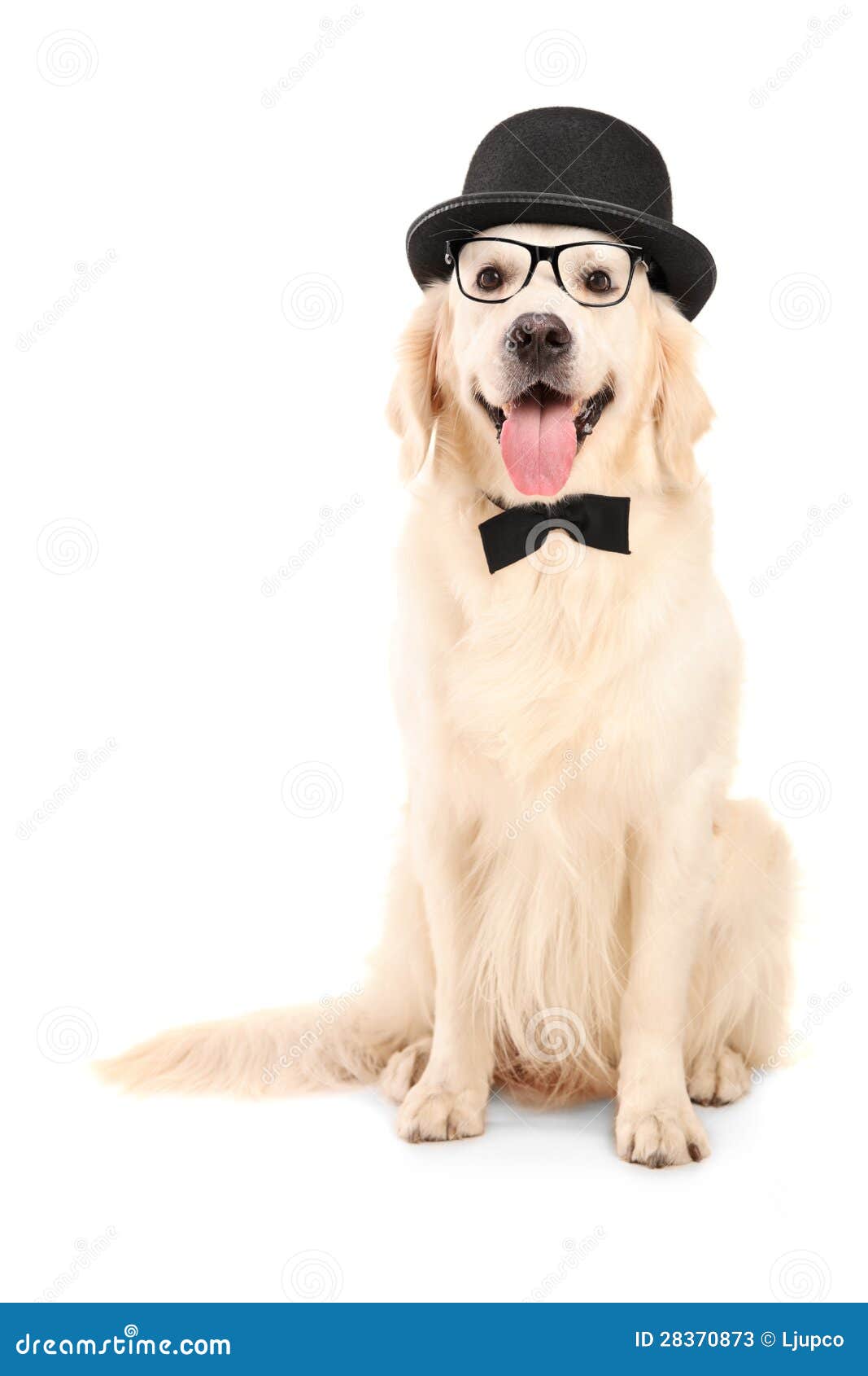 Labrador Retriever With Bowtie Wearing Retro Hat Stock Image Image