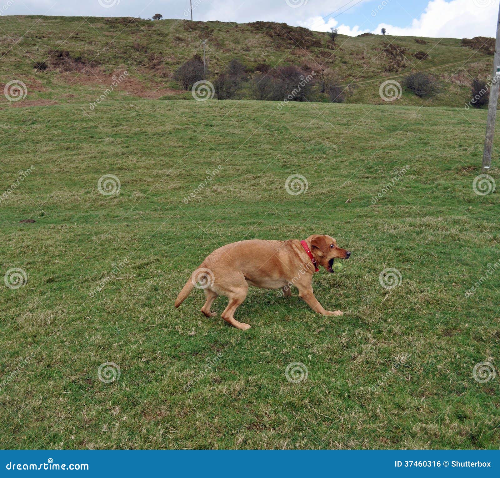 Labrador Retriever Catching Ball Stock Photo Image of class, fetch