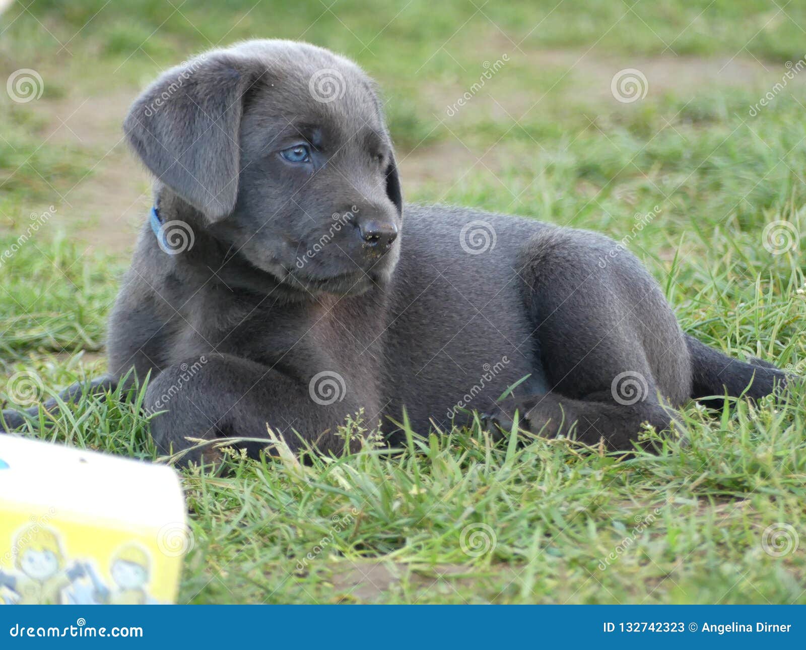 blue labrador