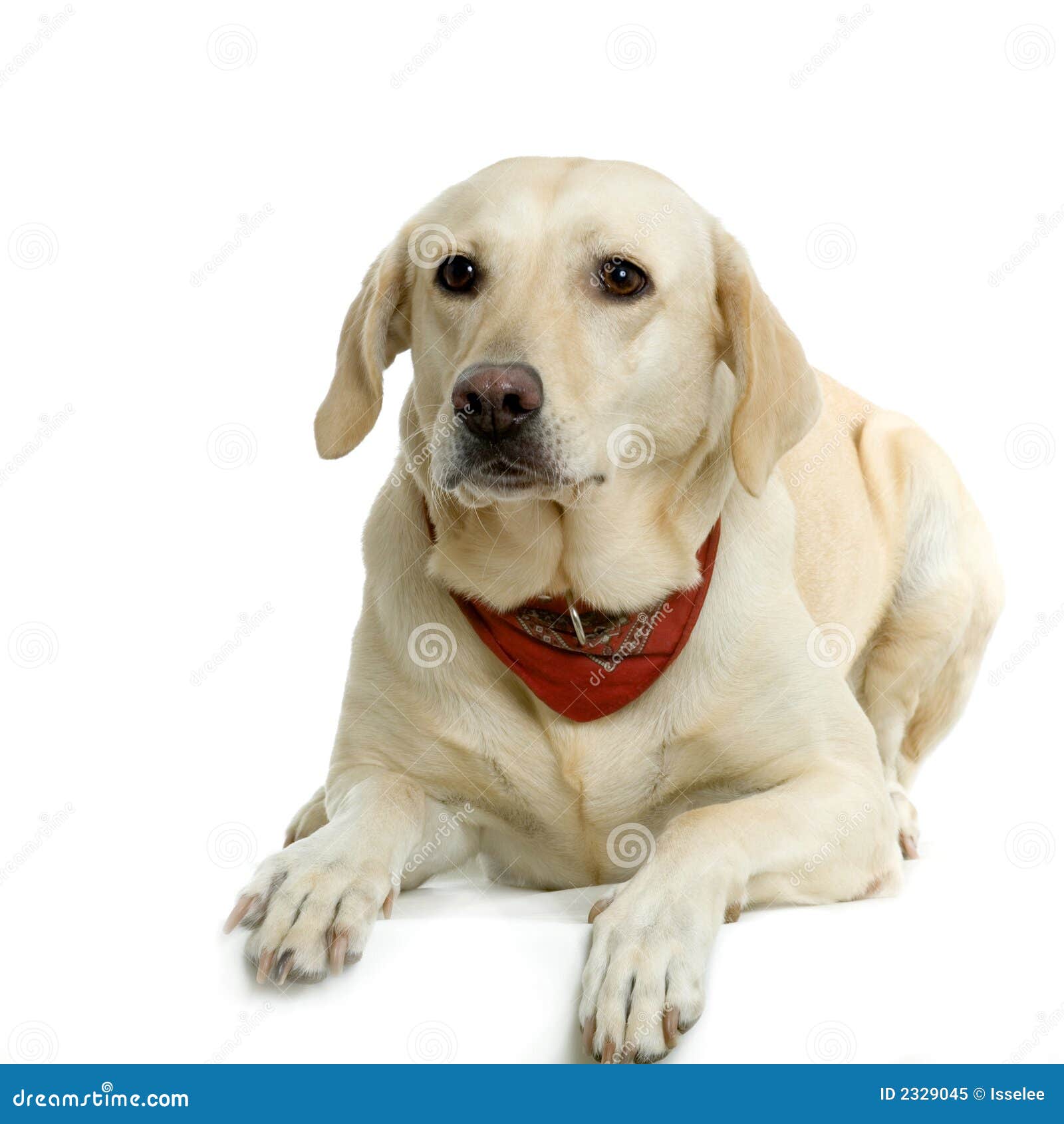 Labrador retriever cream stock image. Image of grooming 2329045