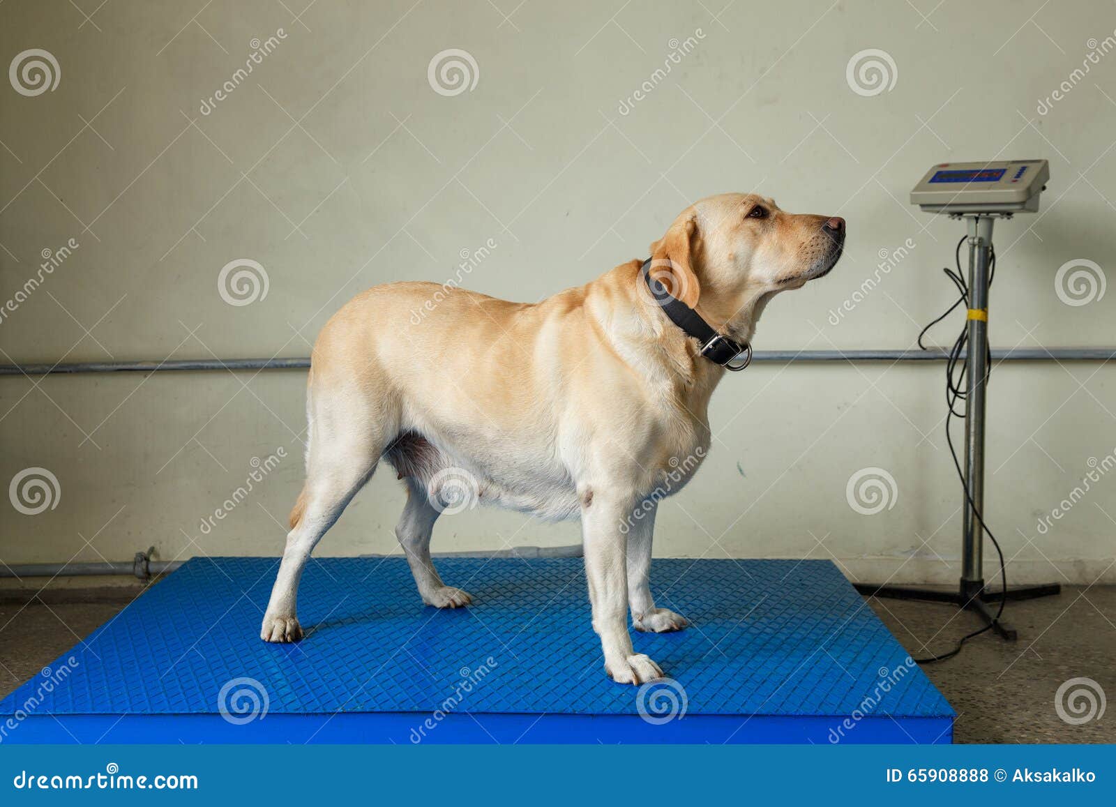 Labrador Retriever Customs Dog Stock Photo Image of scale, occupation