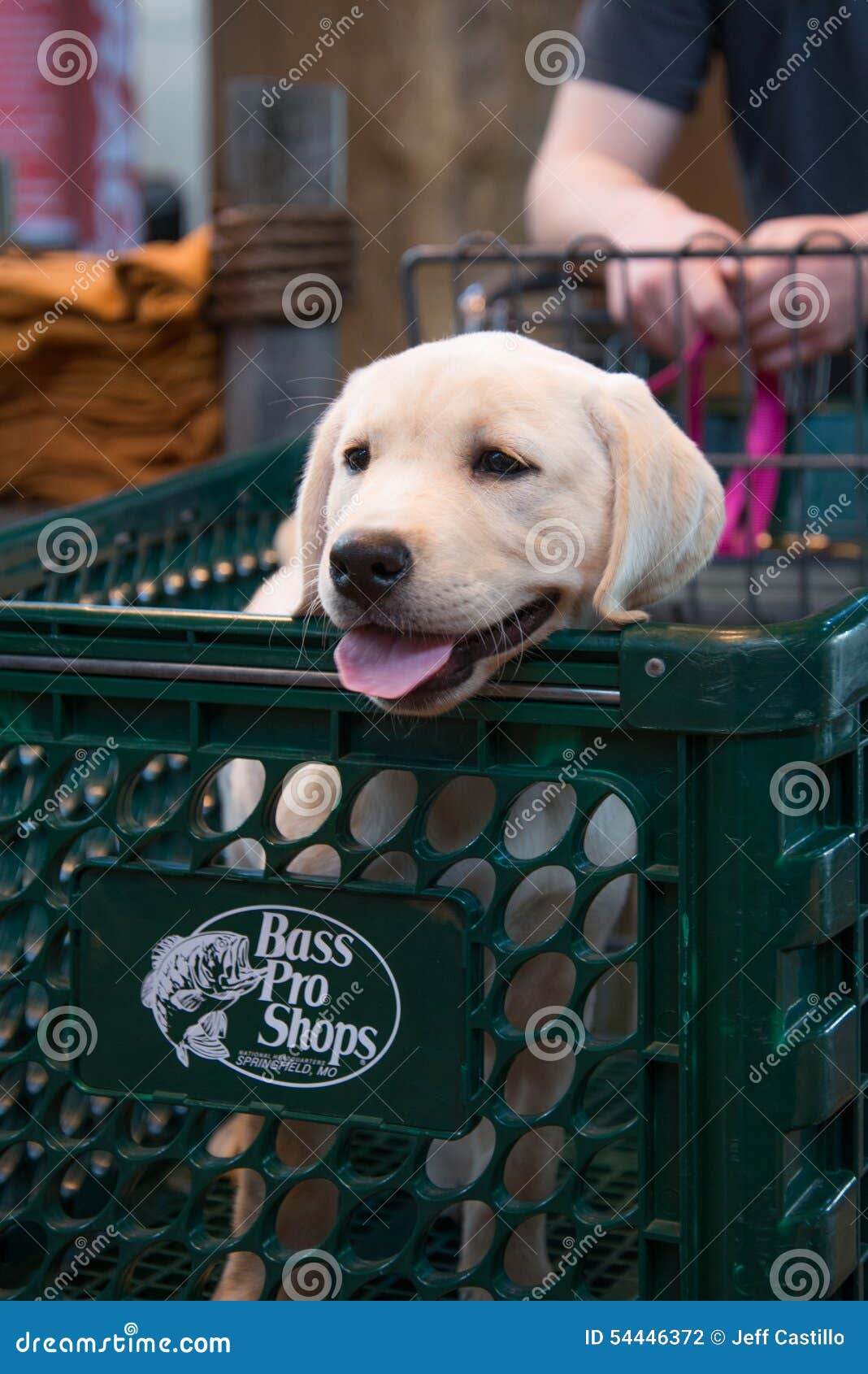 Labrador Retriever Dans Le Caddie Photographie éditorial Image du