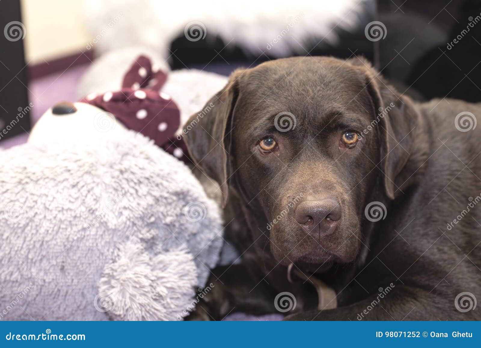 Labrador Retriever Del Chocolate Con Un Oso De Peluche Foto de archivo - Imagen de retriever, peluche: 98071252