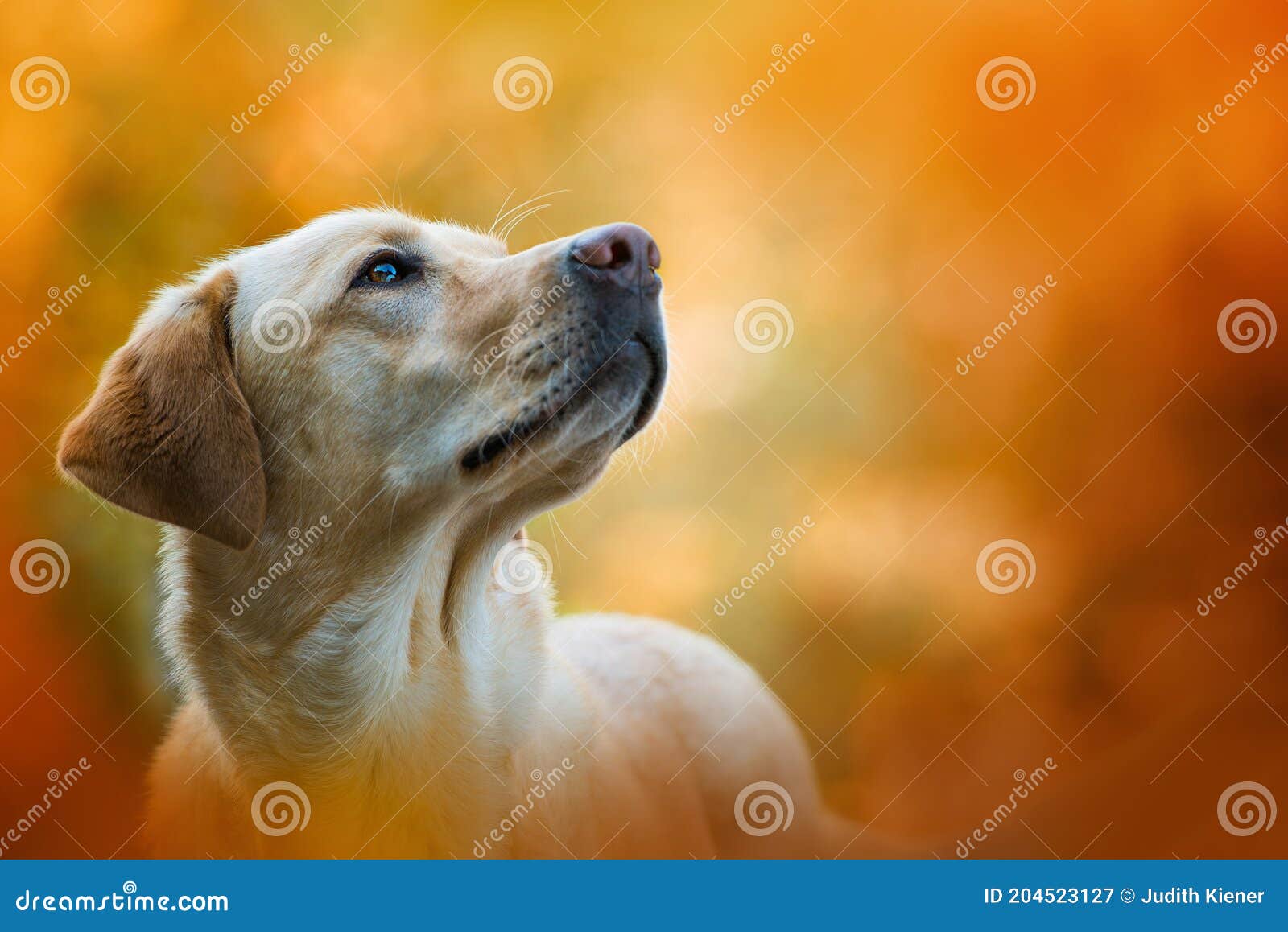 labrador dog standing in autumn landscape