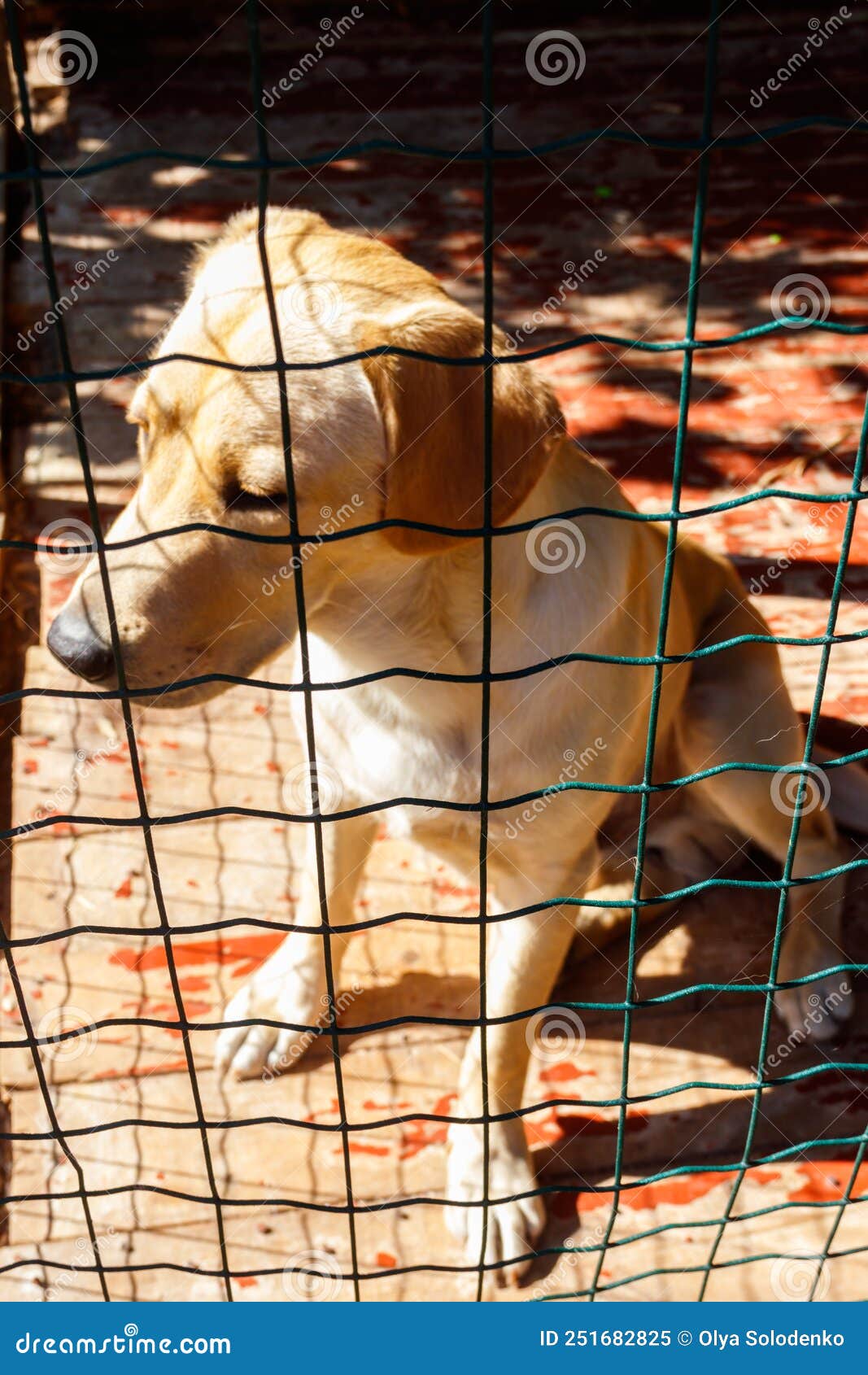 Labrador Retriever Dog in Cage Stock Image Image of retriever, cage