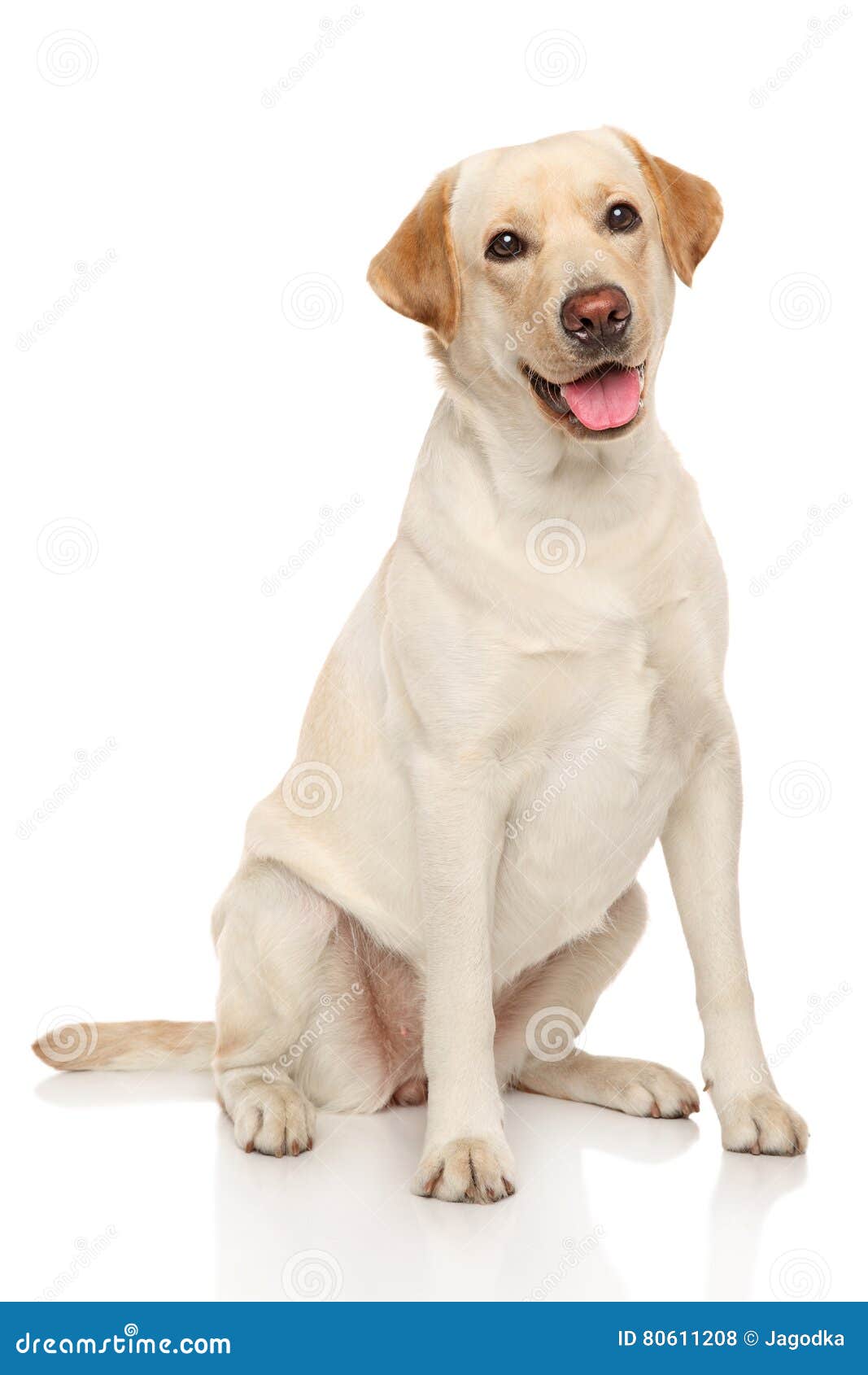 labrador retriever dog