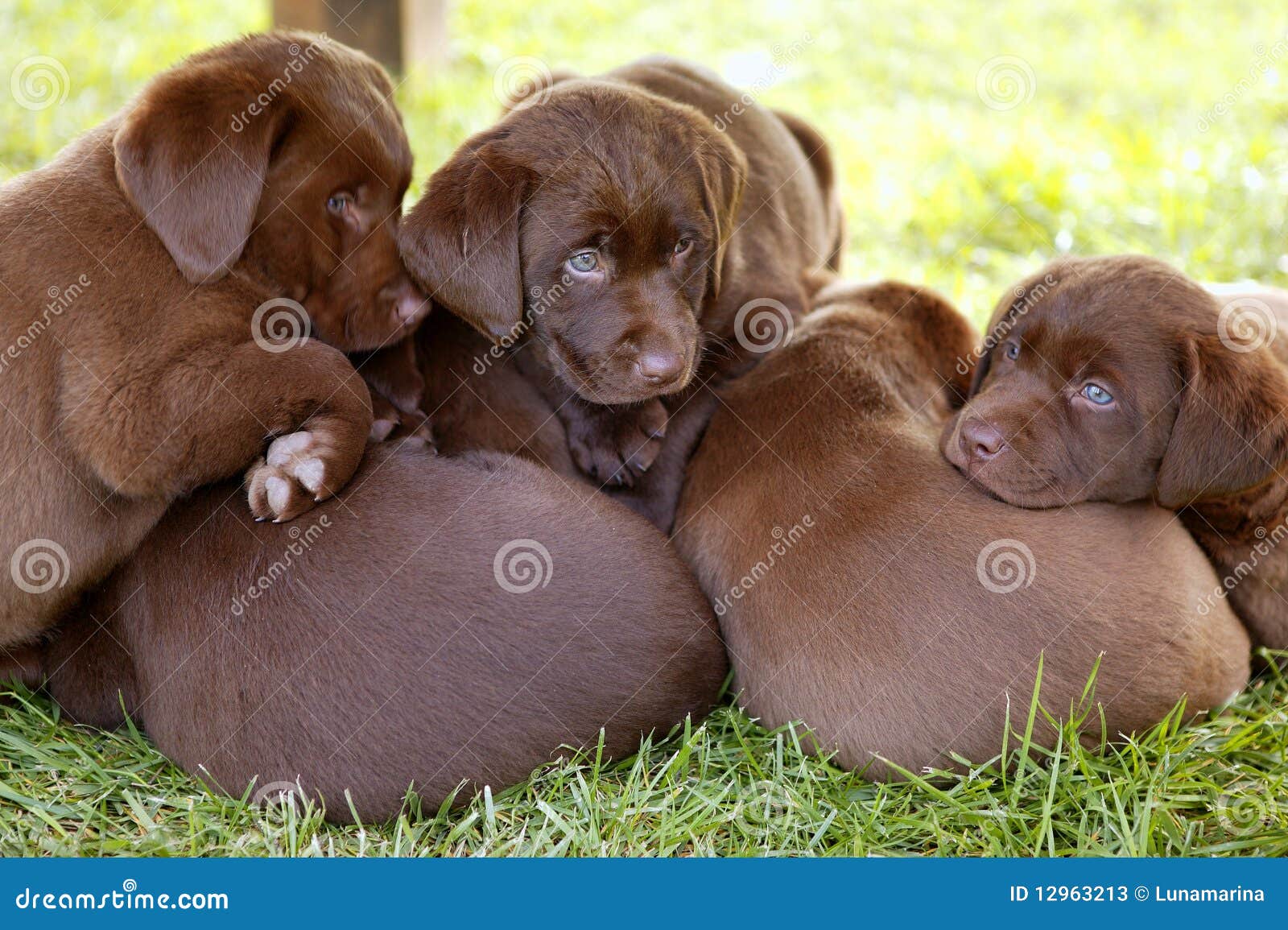 How Many Litters Labrador Retriever