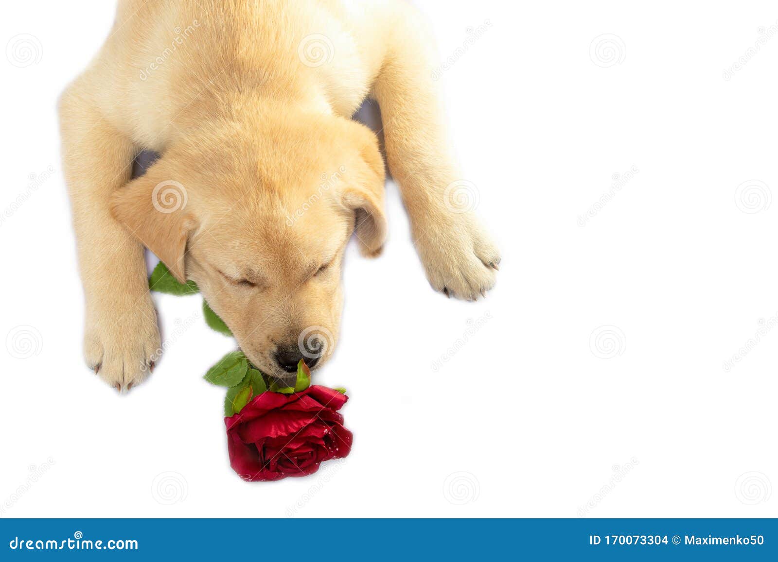 Labrador Retriever Dog with Rose. Top View Stock Photo - Image of ...