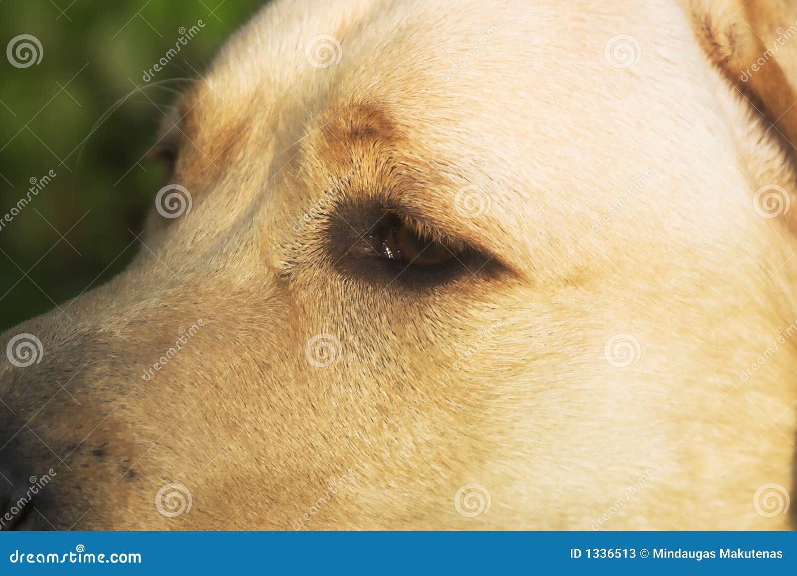 Labrador Retriever Eye Picture. Image 1336513