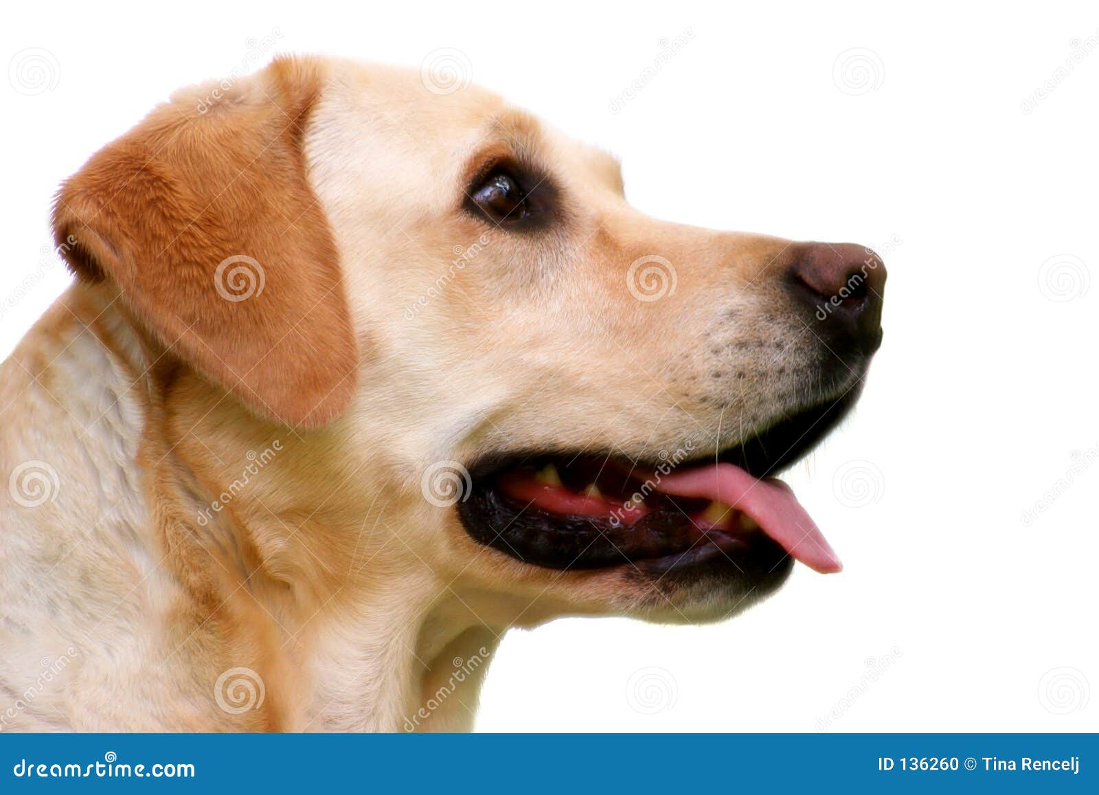 Labrador Retriever Head stock photo. Image of canine, ears - 136260