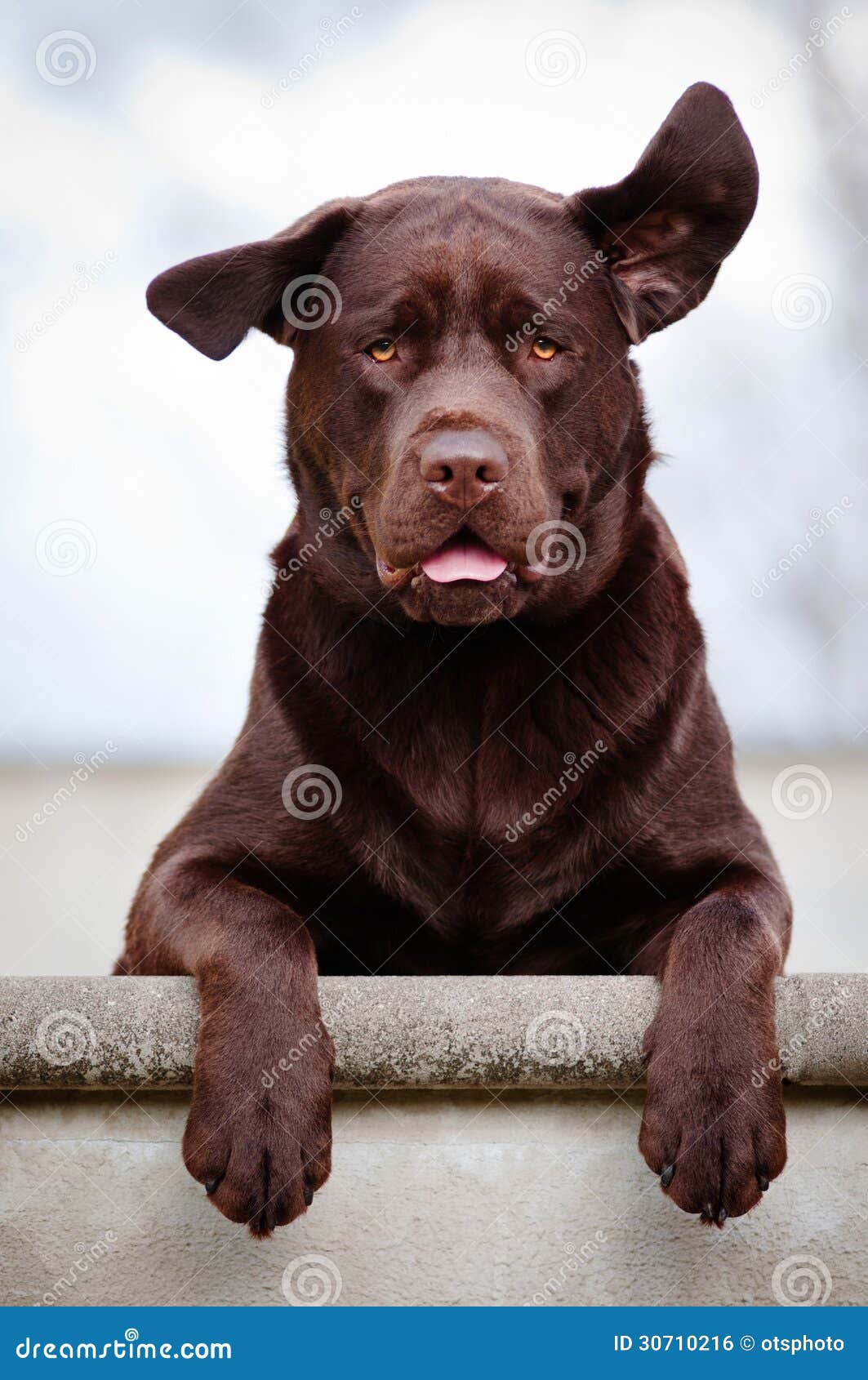 Labrador RetrieverHund Mit Den Ohren In Der Luft Stockfoto Bild von