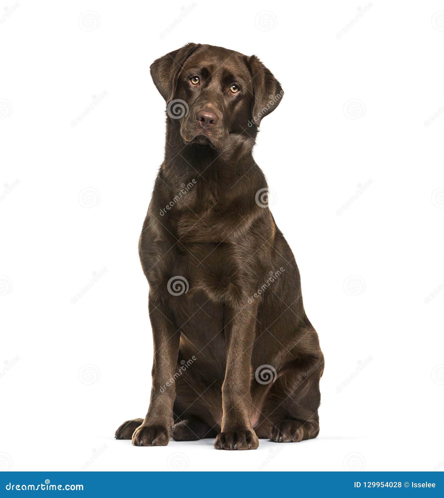 Labrador RetrieverHund, 8 Monate Alte Stockfoto Bild von retriever