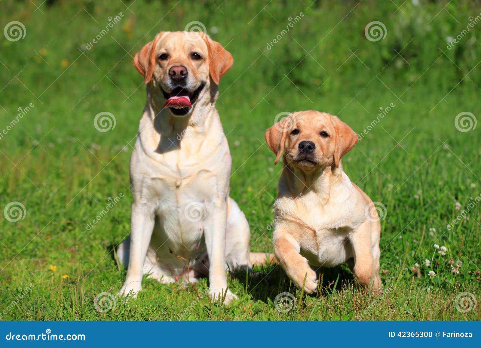 Download Labrador Retriever-mother And Her Puppy Stock Photo ...