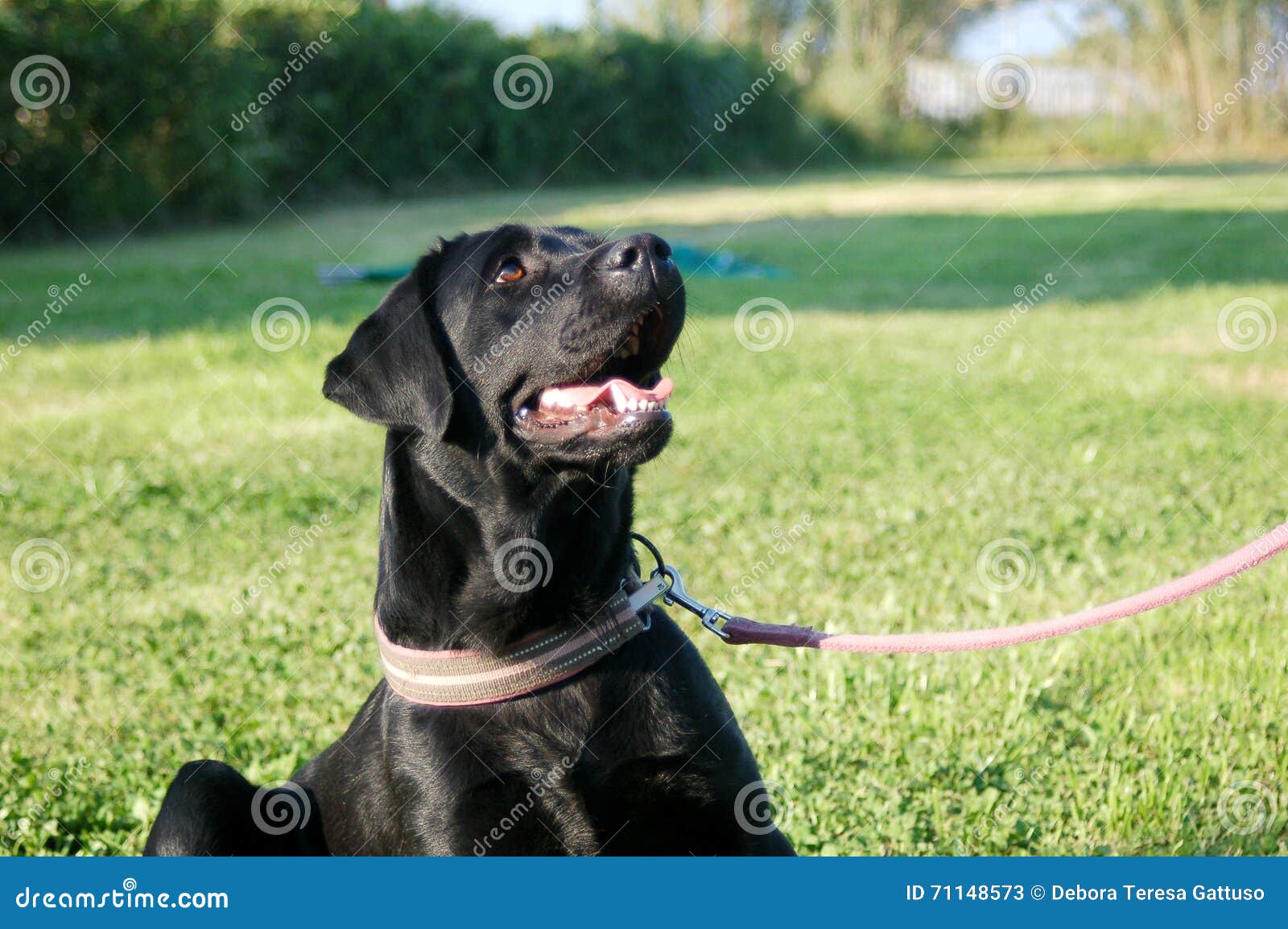 Labrador Retriever Noir Se Reposant Sur La Laisse Image Labrador Retriever Noir Se Reposant Sur La Laisse Image