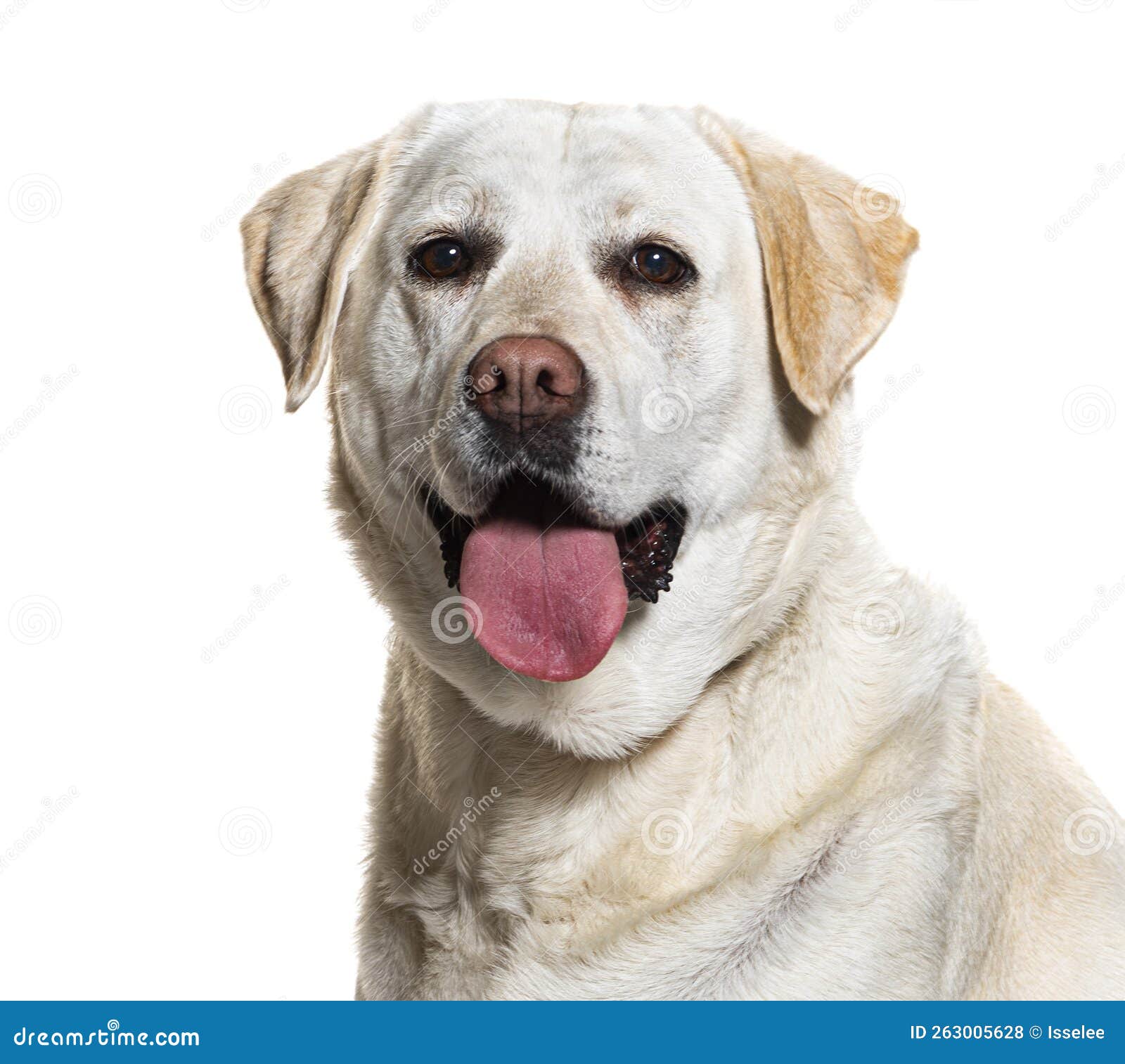 Labrador Retriever Panting, Isolated on White Stock Photo Image of