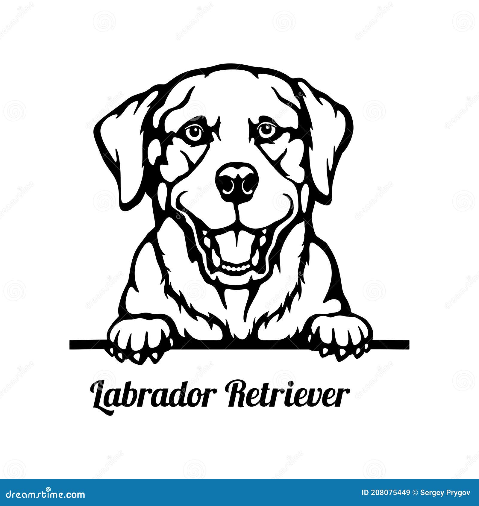 Labrador Retriever - Peeking Dogs - - Breed Face Head Isolated on White ...