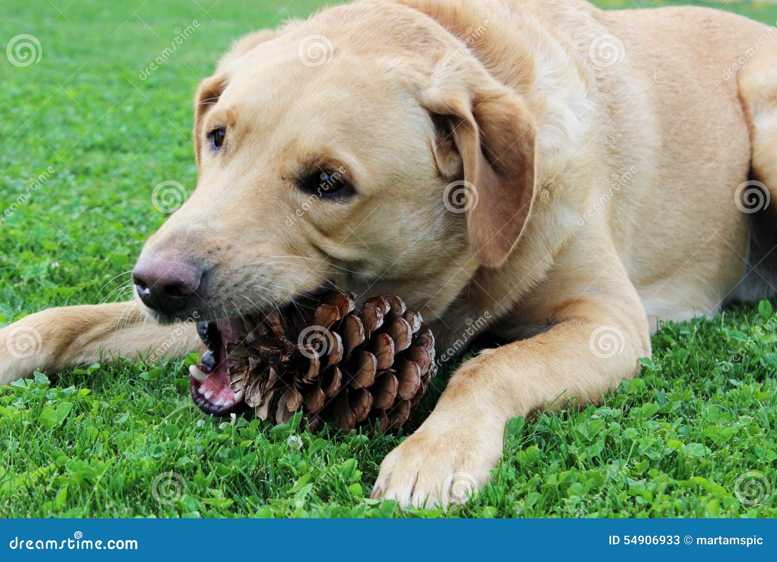 labrador retriever and a pinecone