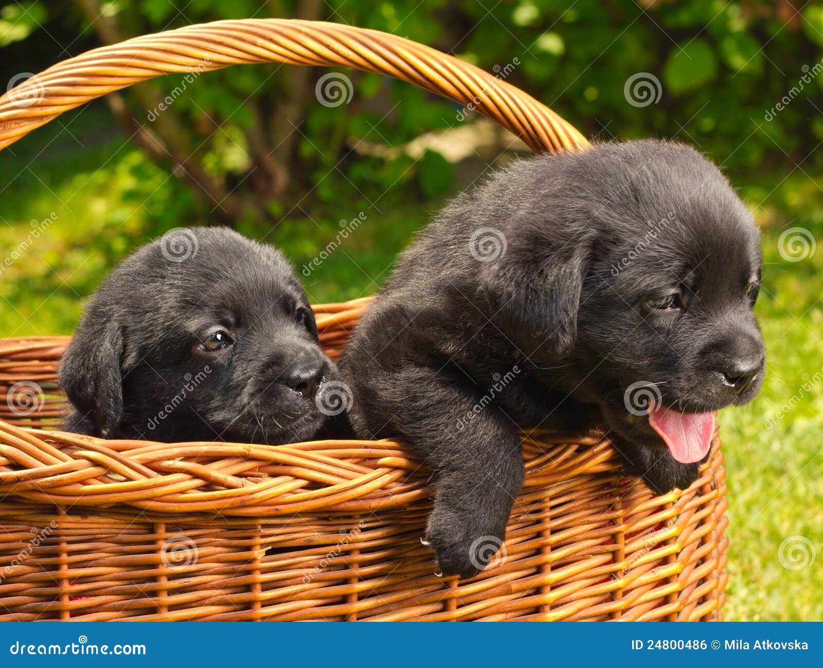 Labrador Retriever Puppies in a Basket Stock Photo Image of pedigree