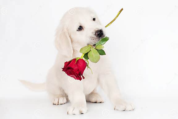 Golden Retriever Puppy Holding a Rose in His Mouth Stock Photo - Image ...